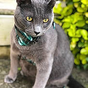 Milo is registered to the contest to win money with this photo: cat, gray_cat, yellow_eyes, collar, outdoor, greenery, plants, pet, animal, feline, fur, sitting, closeup, portrait, nature, focus, whiskers, tail, curious, domestic_cat