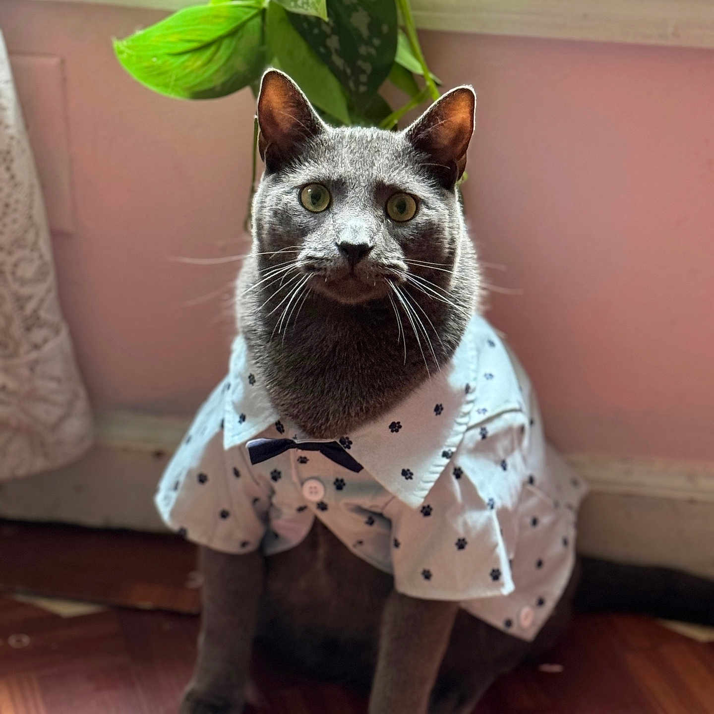Milo is registered to the contest to win money with this photo: bow_tie, cat, costume, curious, cute, domestic_animal, ears, feline, gray_cat, green_eyes, home, indoor, pet, plant, portrait, shirt, sitting, whiskers, window, wooden_floor
