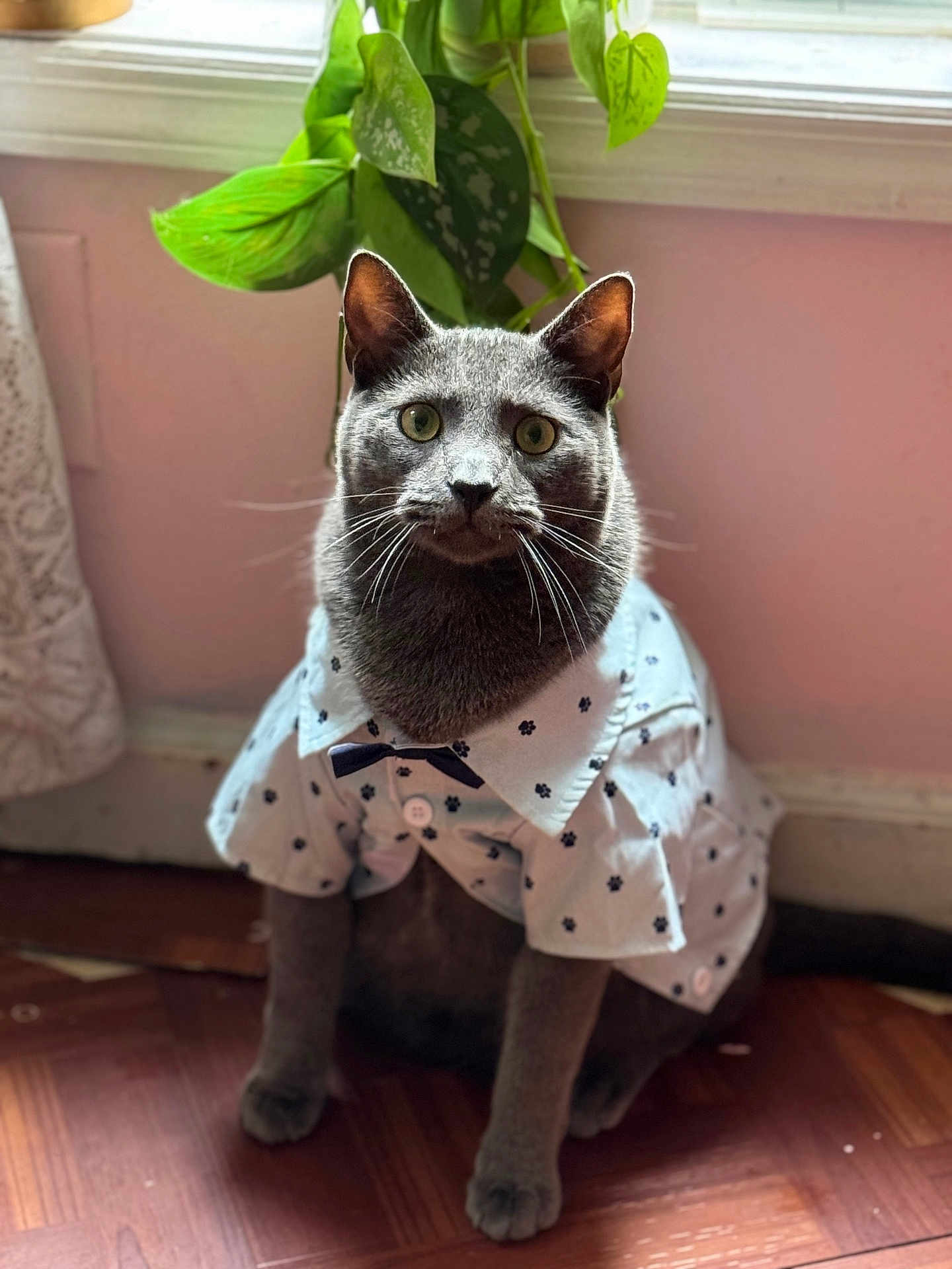 Milo is registered to the contest to win money with this photo: cat, gray_cat, pet, shirt, bow_tie, indoor, window, plant, wooden_floor, curious, sitting, feline, whiskers, ears, green_eyes, cute, costume, domestic_animal, portrait, home