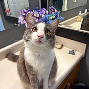 Oliver is registered to the contest to win money with this photo: cat, gray_and_white_cat, sitting, bathroom, countertop, mirror, flowers, purple_flowers, blue_flowers, reflection, door, sink_area, toiletries, whiskers, curious, pet, indoor, feline, closeup, domestic_animal