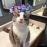 cat, gray_and_white_cat, sitting, bathroom, countertop, mirror, flowers, purple_flowers, blue_flowers, reflection, door, sink_area, toiletries, whiskers, curious, pet, indoor, feline, closeup, domestic_animal