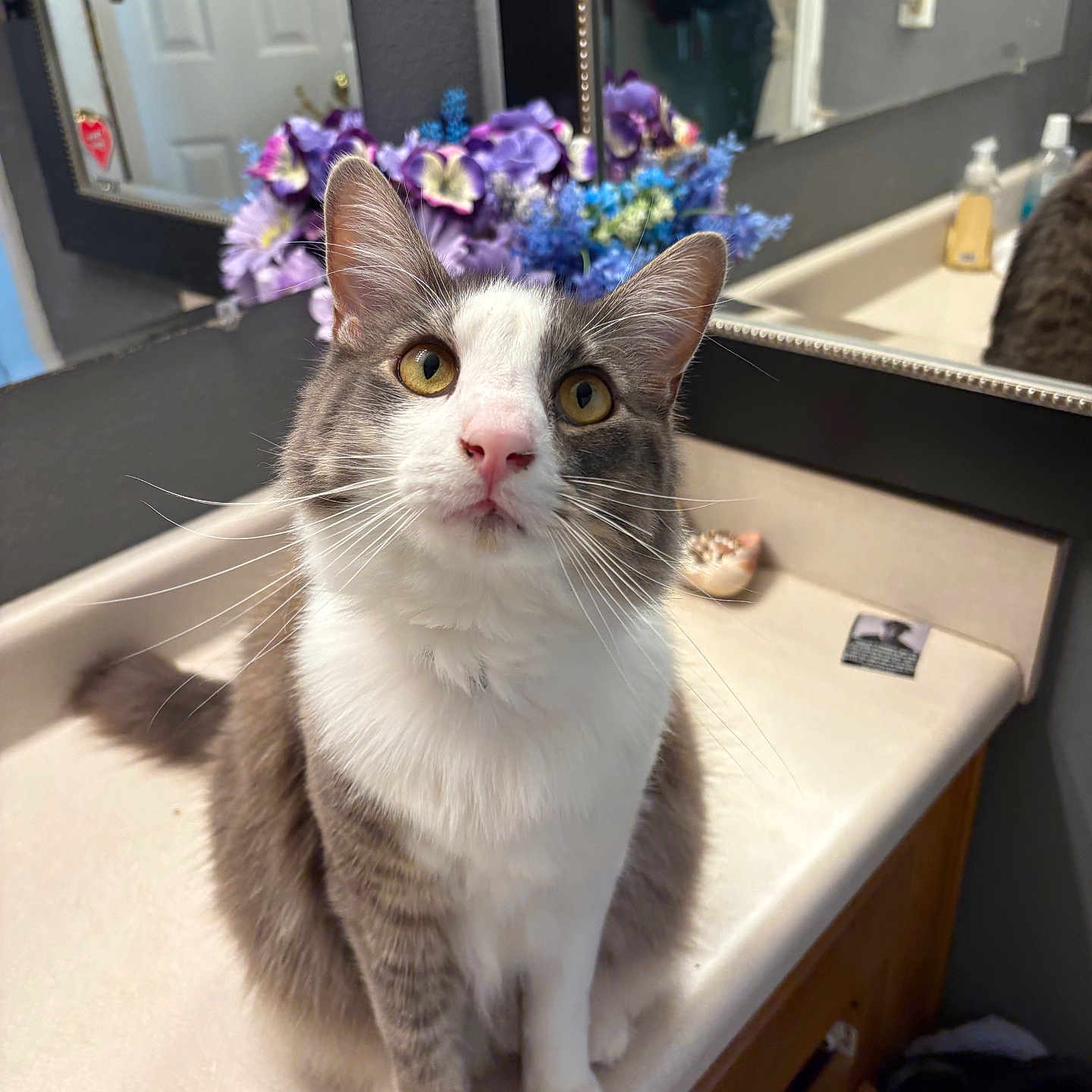 Oliver is registered to the contest to win money with this photo: cat, gray_and_white_cat, sitting, bathroom, countertop, mirror, flowers, purple_flowers, blue_flowers, reflection, door, sink_area, toiletries, whiskers, curious, pet, indoor, feline, closeup, domestic_animal