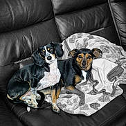 Cookie Et Rosy a rejoint le concours — aidez-le/la à gagner de superbes lots ! dog, pet, couch, blanket, leather, indoor, animal, companion, snuggle, fur, canine, resting, two_dogs, black_and_tan, cozy, domestic, relaxed, home, friendship, comfort