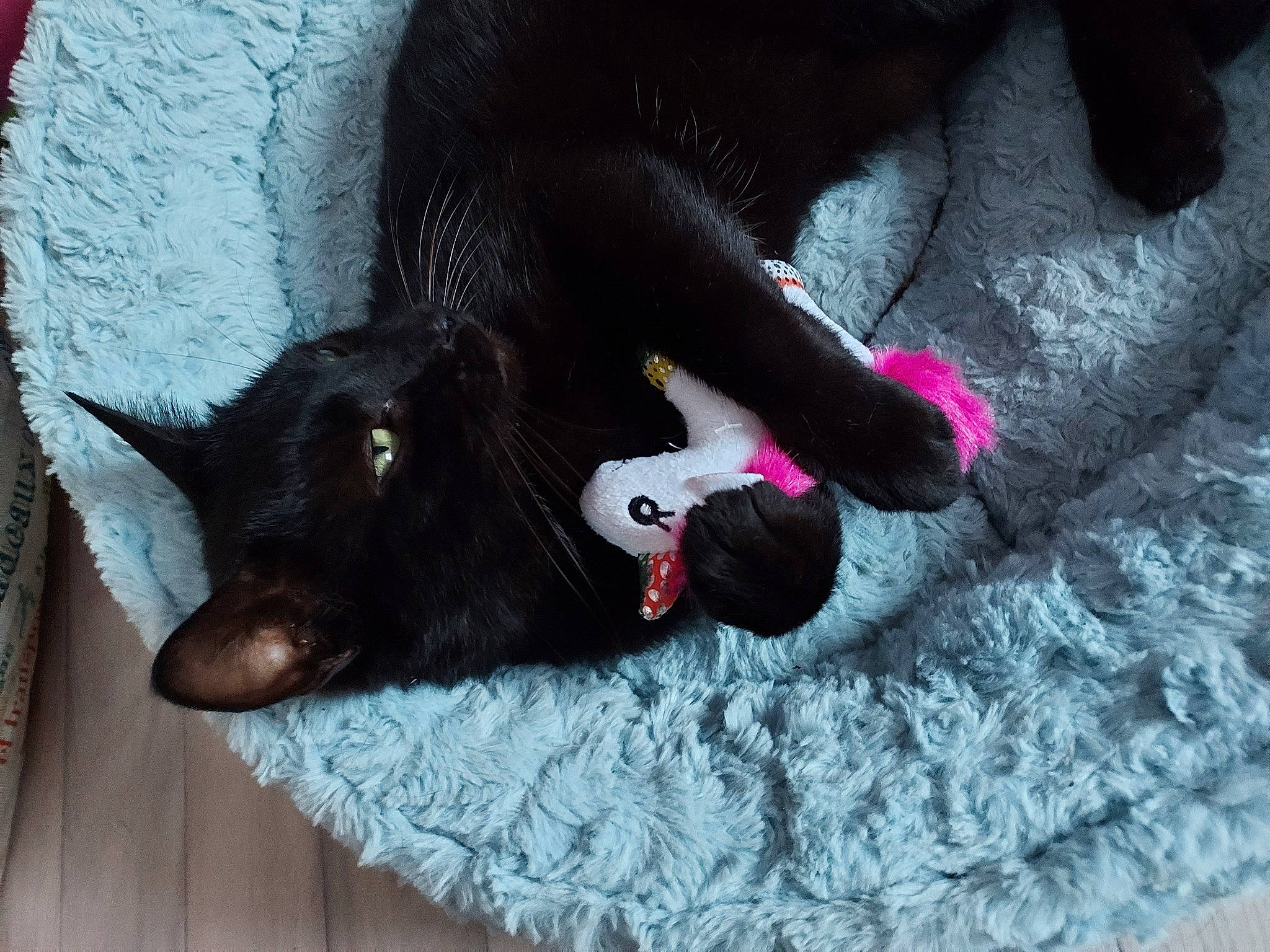 Trésor a rejoint le concours — aidez-le/la à gagner de superbes lots ! bombay, carnivore, cat, claw, comfort, companion_dog, dog_breed, felidae, foot, fur, gesture, human_leg, magenta, paw, pink, small_to_medium_sized_cats, snout, sporting_group, tail, whiskers