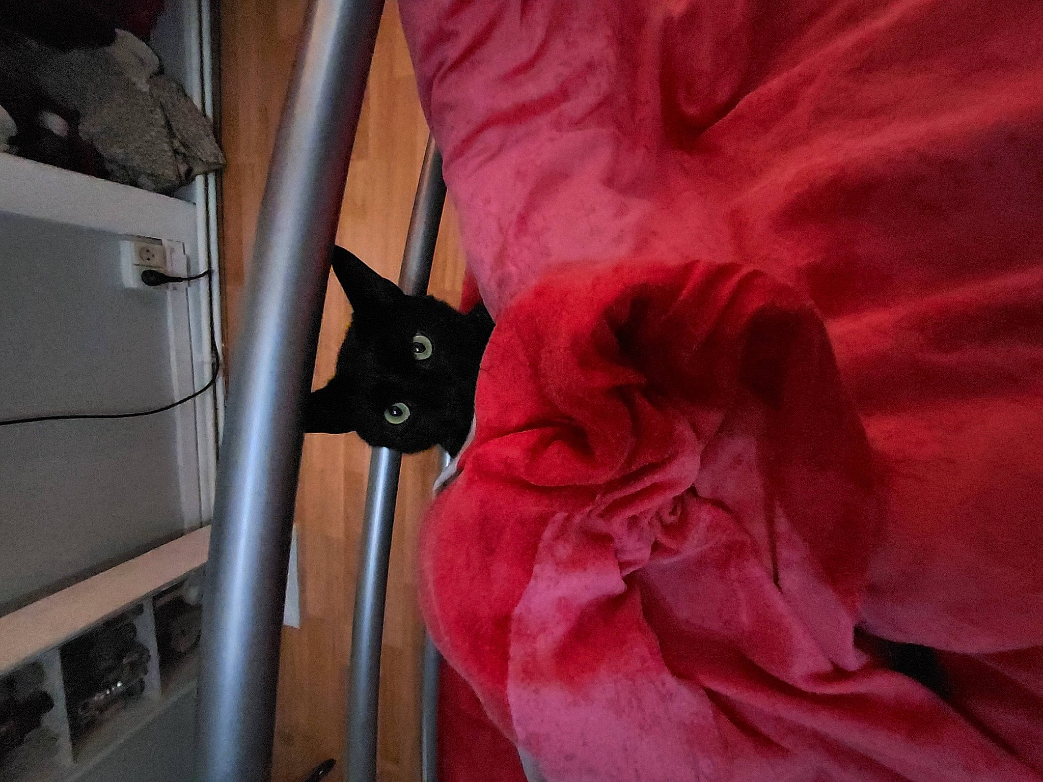 Trésor participe au concours pour gagner de l'argent avec cette photo : bag, bed_sheet, carmine, carnivore, cat, comfort, domestic_short_haired_cat, felidae, fur, hardwood, human_leg, linens, magenta, peach, petal, room, small_to_medium_sized_cats, tail, whiskers, wood