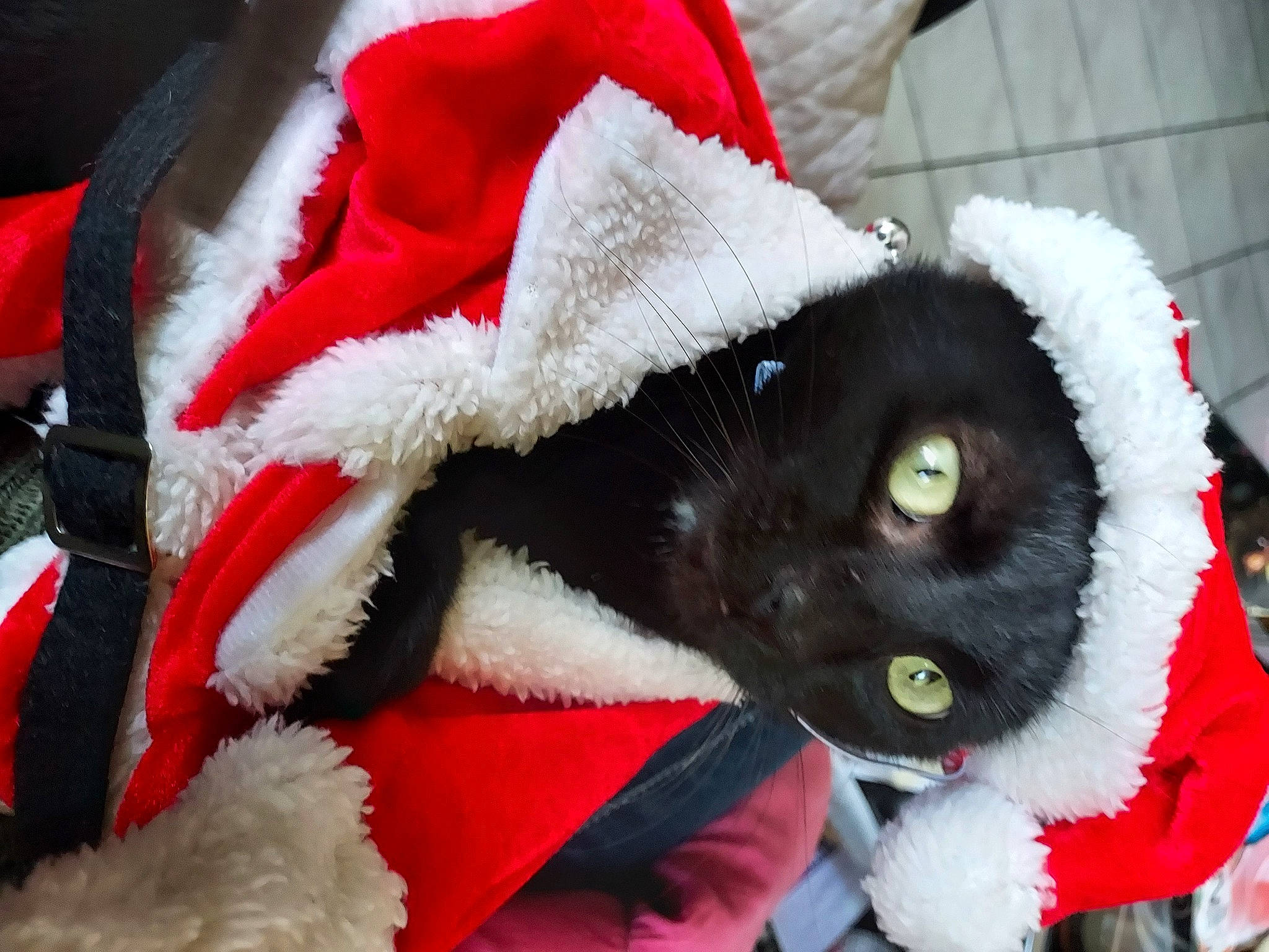 Trésor participe au concours pour gagner de l'argent avec cette photo : cap, carmine, carnivore, cat, event, felidae, fur, fur_clothing, glove, holiday, plush, red, small_to_medium_sized_cats, snout, stuffed_toy, toy, tree, whiskers, winter, wool