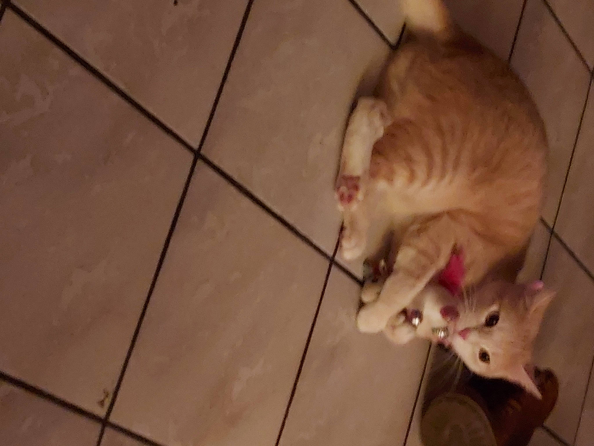 Gypsie a rejoint le concours — aidez-le/la à gagner de superbes lots ! canidae, carnivore, cat, dog_breed, domestic_short_haired_cat, eye, fawn, felidae, flooring, fur, hardwood, leg, paw, small_to_medium_sized_cats, snout, sporting_group, tail, tile_flooring, whiskers, wood