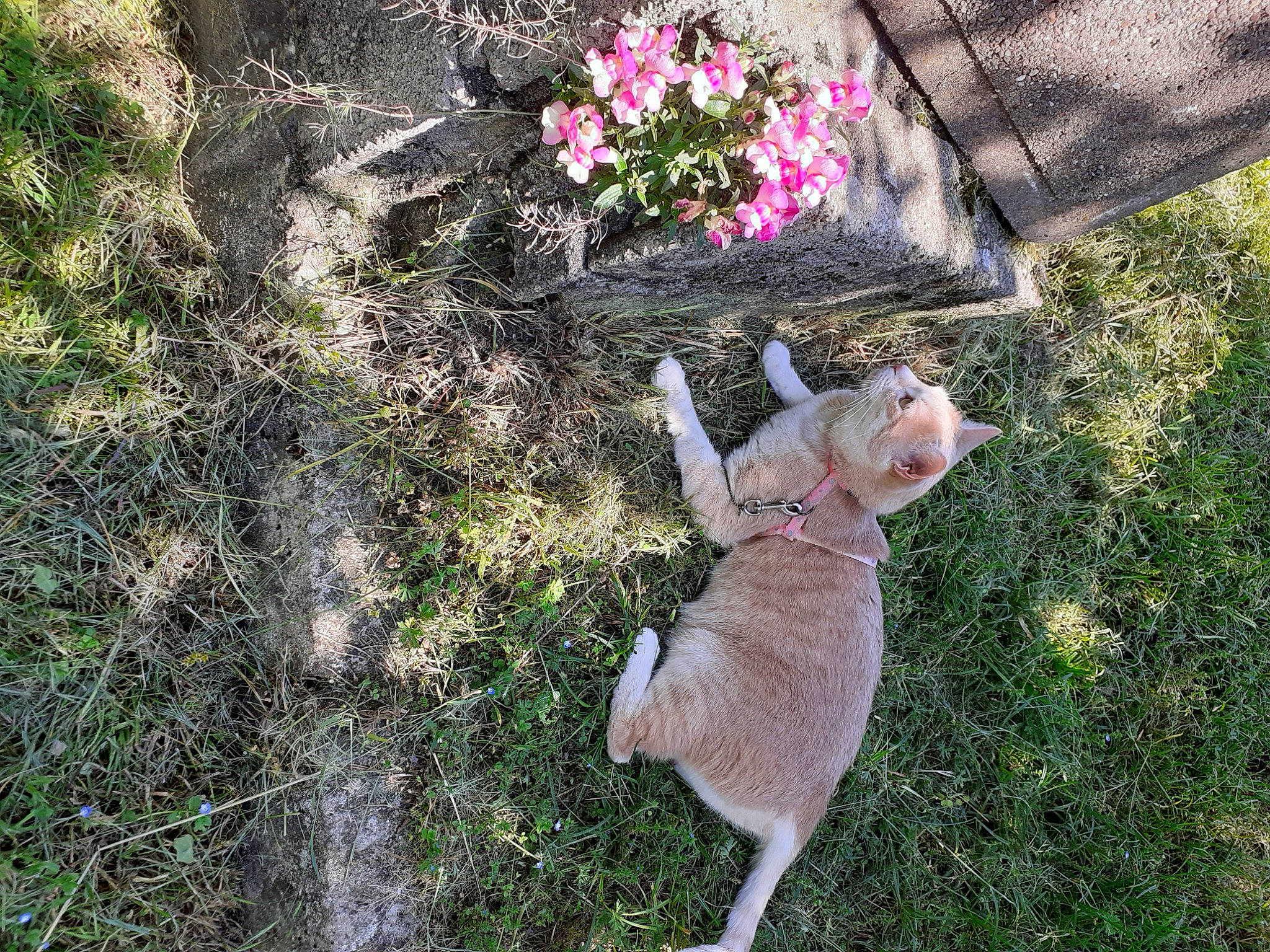 Gypsie participe au concours pour gagner de l'argent avec cette photo : blossom, botany, fawn, felidae, flower, fur, garden, grass, grass_family, groundcover, petal, plant, shadow, shrub, small_to_medium_sized_cats, soil, tail, terrestrial_animal, toy, tree