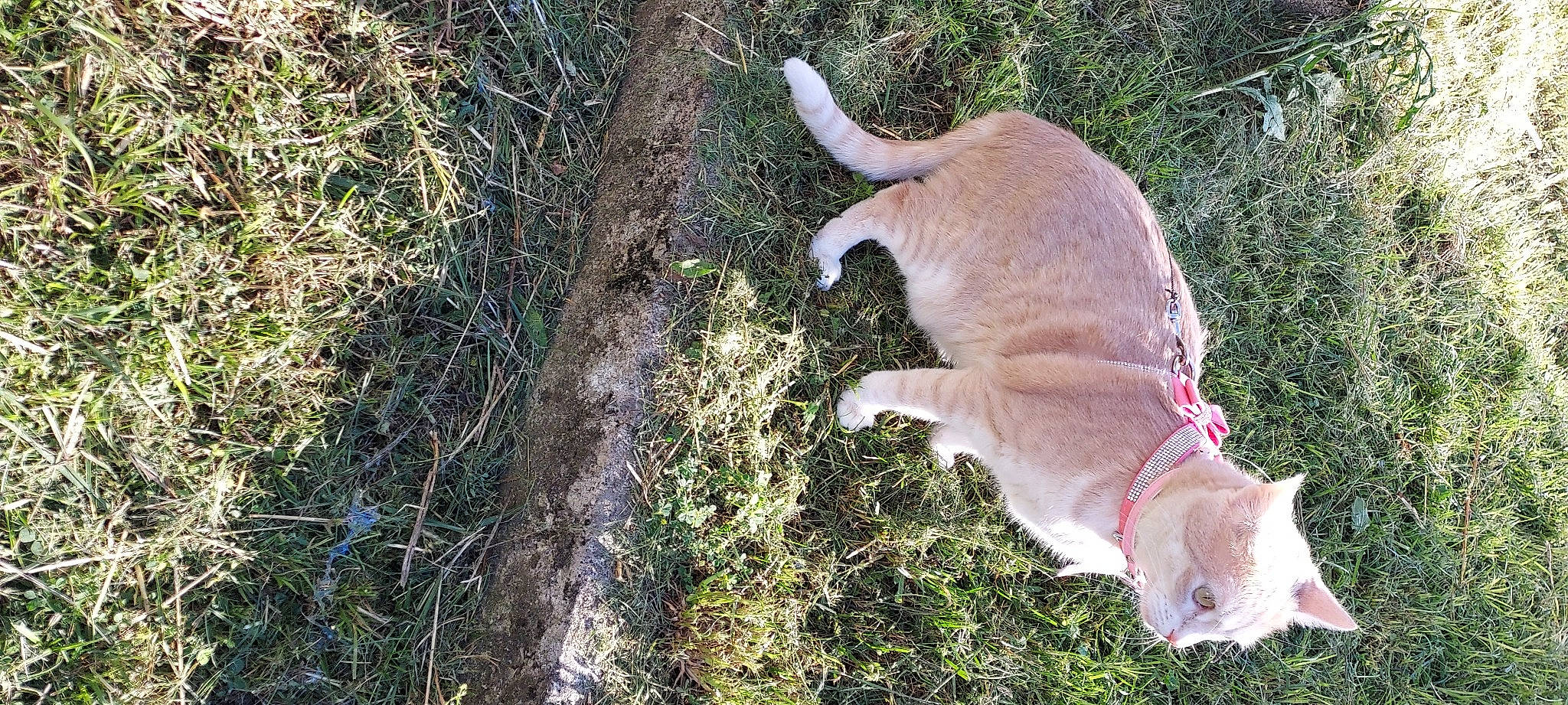 Gypsie a rejoint le concours — aidez-le/la à gagner de superbes lots ! canidae, carnivore, collar, companion_dog, dog, dog_breed, fawn, fur, grass, groundcover, gun_dog, hunting_dog, non_sporting_group, plant, snout, soil, sporting_group, tail, wildlife