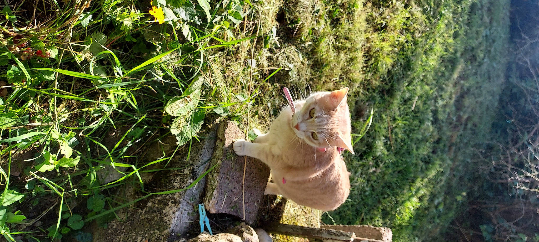 Gypsie a rejoint le concours — aidez-le/la à gagner de superbes lots ! carnivore, cat, domestic_short_haired_cat, fawn, felidae, fur, grass, groundcover, herb, plant, small_to_medium_sized_cats, snout, soil, tail, tree, trunk, twig, whiskers, wildlife, wood