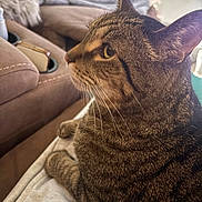 Bookie joined the competition — help win amazing prizes! animal, brown_fur, car_interior, cat, close_up, ears, feline, golden_eye, indoor, paws, pet, portrait, profile, seat, short_hair, sitting, striped_fur, tabby_cat, vehicle, whiskers