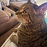 animal, brown_fur, car_interior, cat, close_up, ears, feline, golden_eye, indoor, paws, pet, portrait, profile, seat, short_hair, sitting, striped_fur, tabby_cat, vehicle, whiskers