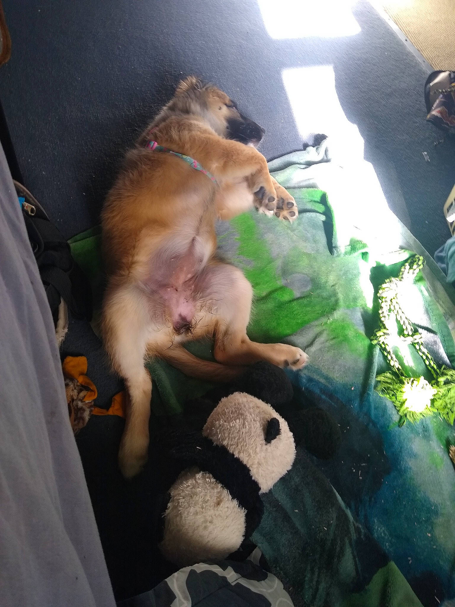 Daisy is registered to the contest to win money with this photo: art, carnivore, comfort, companion_dog, dog, dog_breed, fawn, felidae, fur, panda, paw, pomeranian, room, snout, spitz, sporting_group, tail, terrestrial_animal, toy, toy_dog