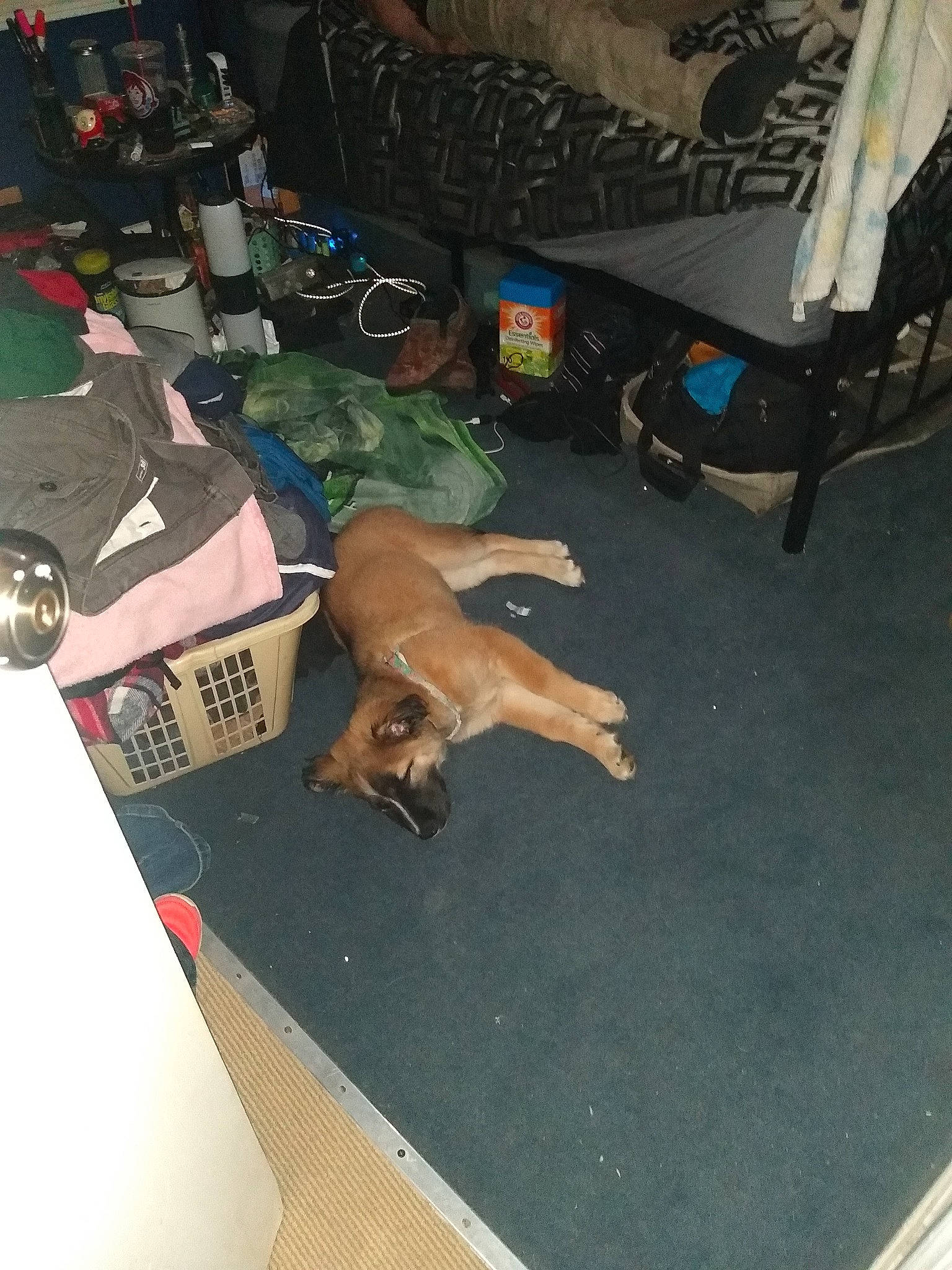 Daisy joined the competition — help win amazing prizes! box, canidae, carnivore, dog, dog_breed, fawn, human_leg, sporting_group, wrist