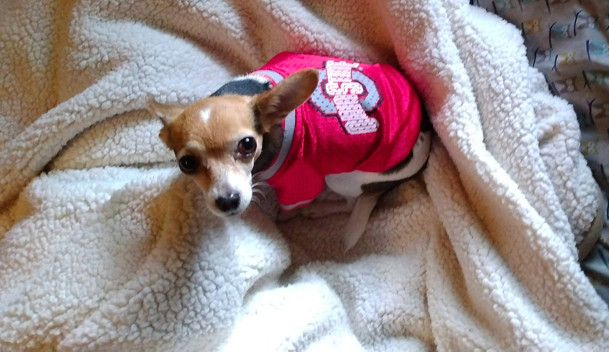 Shi Shi is registered to the contest to win money with this photo: canidae, carnivore, chihuahua, comfort, companion_dog, corgi_chihuahua, dog, dog_breed, dog_supply, fawn, fur, linens, russkiy_toy, snout, sporting_group, terrestrial_animal, toy_dog, whiskers, working_animal