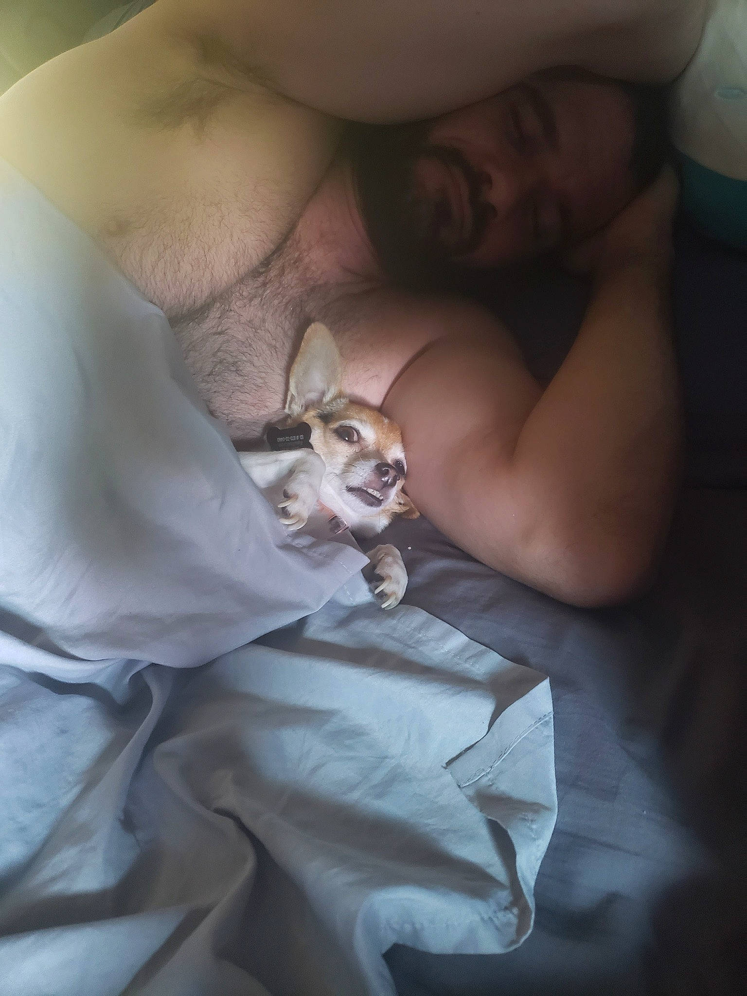 Shi Shi joined the competition — help win amazing prizes! bedding, cat, comfort, darkness, elbow, felidae, fur, human_leg, jaw, linens, nail, room, sleep, small_to_medium_sized_cats, whiskers, wrist