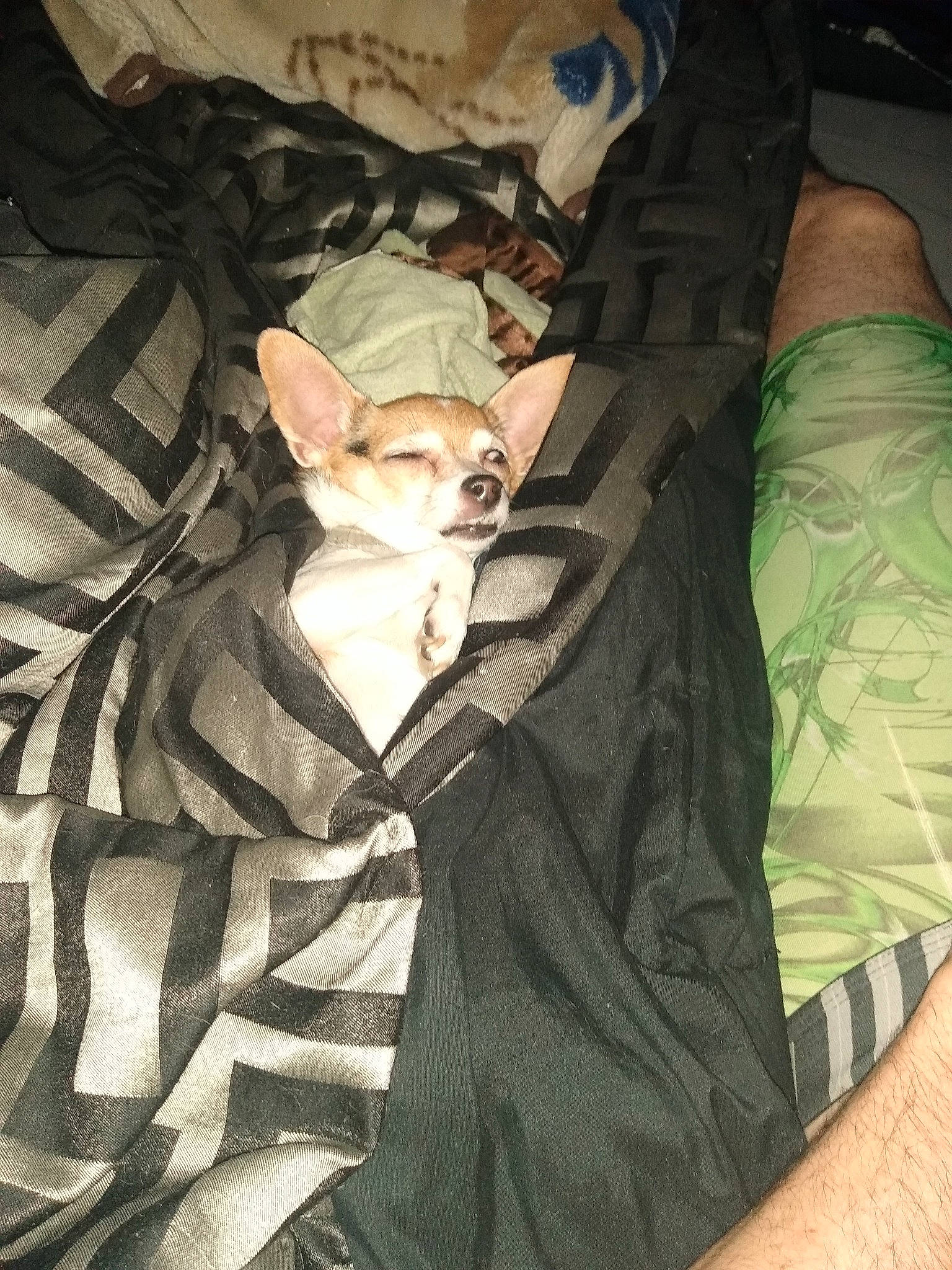 Shi Shi joined the competition — help win amazing prizes! camouflage, carnivore, comfort, dog, dog_breed, fawn, felidae, grey, linens, military_camouflage, outerwear, pattern, sleeve, small_to_medium_sized_cats, snout, t_shirt, textile, toy, vertebrate, whiskers