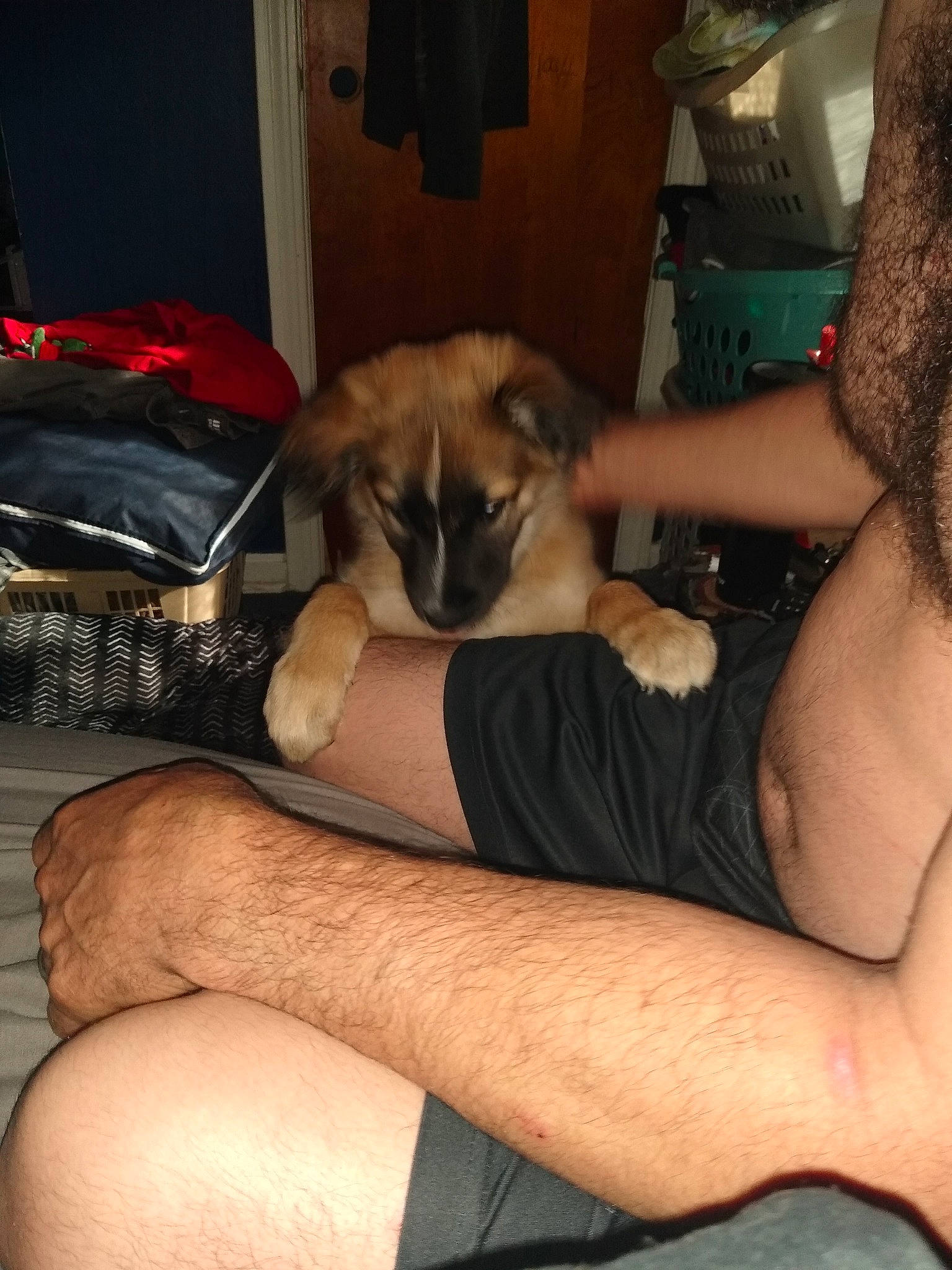 Daisy is registered to the contest to win money with this photo: abdomen, canidae, carnivore, comfort, companion_dog, dog, dog_breed, elbow, fawn, foot, fur, human_leg, knee, lap, sporting_group, thigh, toy_dog, trunk, working_animal, wrist