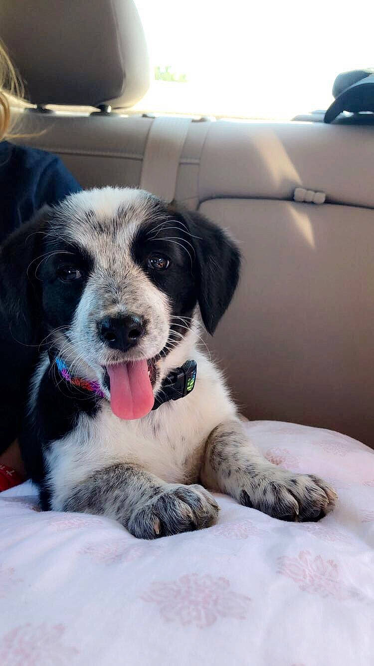 Dug is registered to the contest to win money with this photo: auto_part, automotive_exterior, border_collie, car, carnivore, comfort, companion_dog, dog, dog_breed, fur, luxury_vehicle, plant, vehicle, vehicle_door, whiskers, window, windshield, working_animal, working_dog