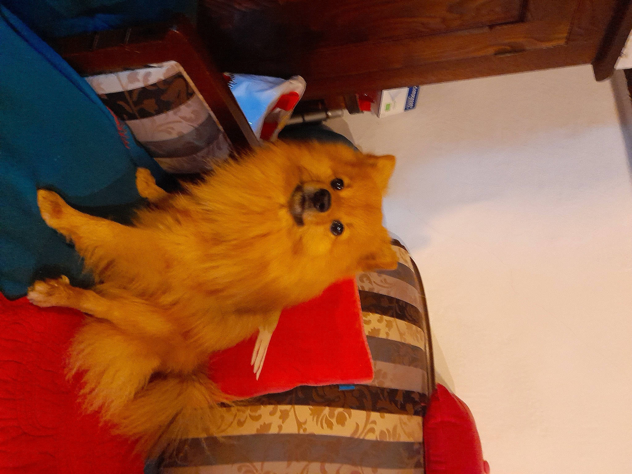 Hermes a rejoint le concours — aidez-le/la à gagner de superbes lots ! carnivore, chair, claw, companion_dog, dog, dog_breed, fawn, felidae, fur, german_spitz, hardwood, orange, pomeranian, small_to_medium_sized_cats, spitz, sporting_group, tail, toy_dog, whiskers, wood