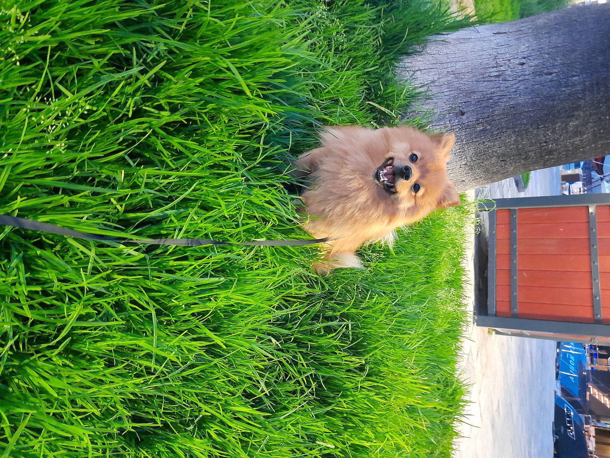 Hermes participe au concours pour gagner de l'argent avec cette photo : canidae, companion_dog, dog_breed, fawn, fur, german_spitz, german_spitz_klein, grass, groundcover, plant, pomeranian, primate, spitz, tail, terrestrial_animal, wildlife