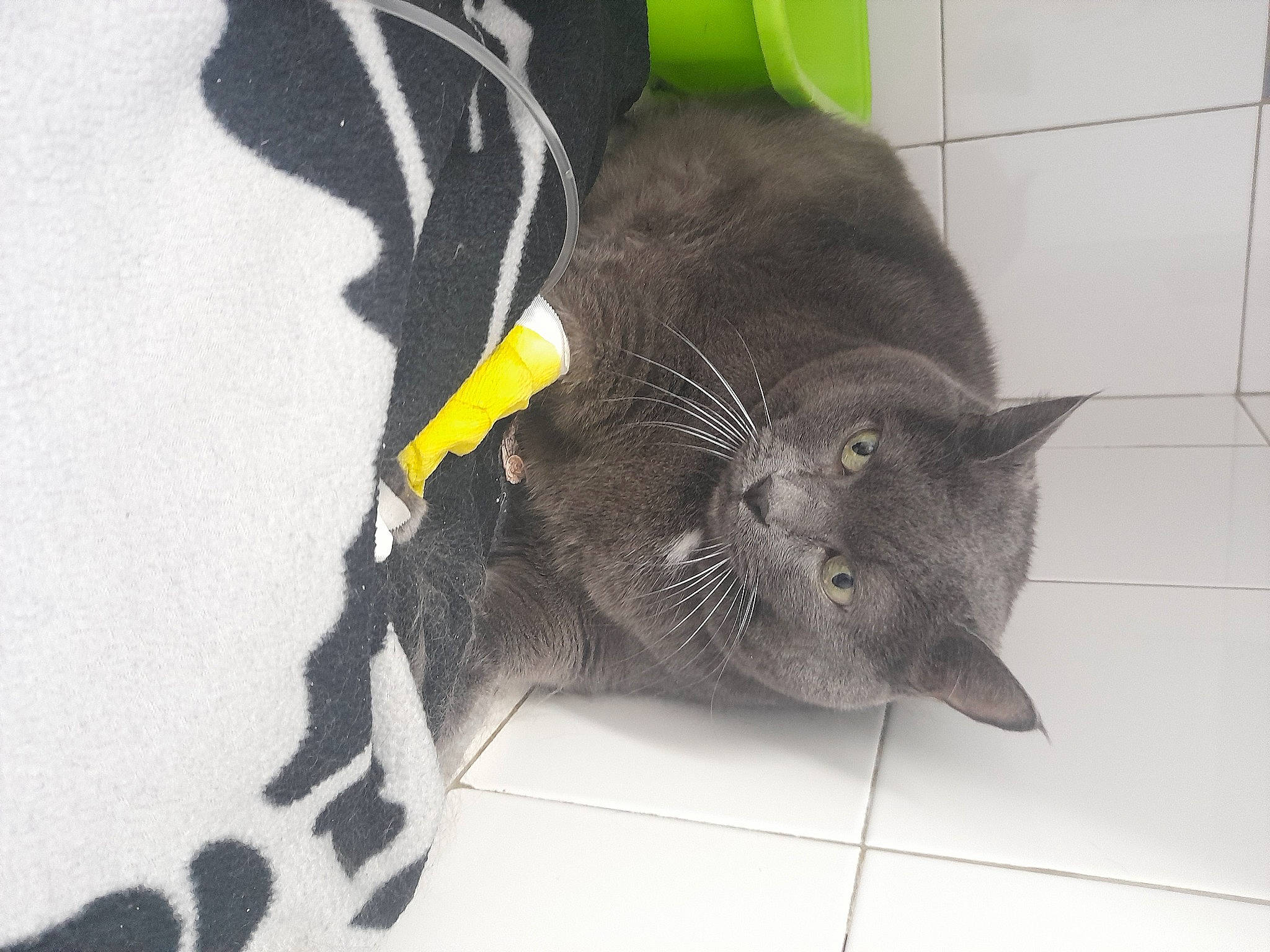 Dora participe au concours pour gagner de l'argent avec cette photo : black_cat, bombay, carnivore, cat, claw, comfort, domestic_short_haired_cat, felidae, fur, grey, havana_brown, paw, plant, small_to_medium_sized_cats, snout, tail, terrestrial_animal, whiskers