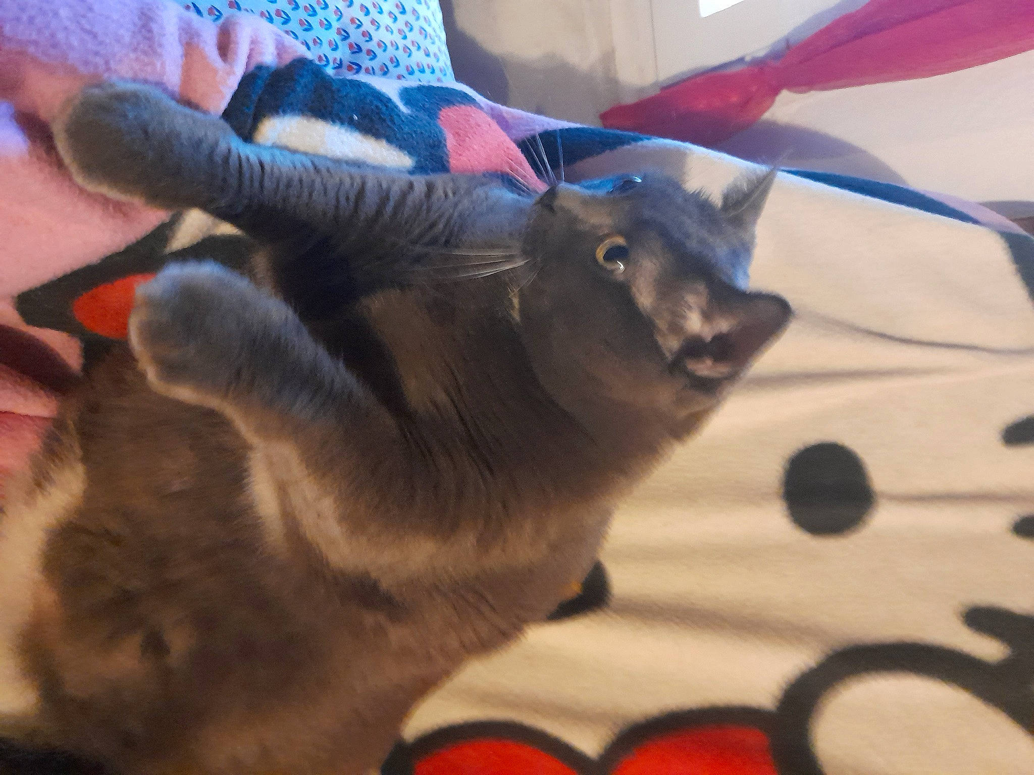 Dora a rejoint le concours — aidez-le/la à gagner de superbes lots ! blue, canidae, claw, dog_breed, electric_blue, fawn, felidae, fur, gesture, goat, goat_antelope, goats, selfie, small_to_medium_sized_cats, snout, tail, terrestrial_animal, thumb, whiskers, wing