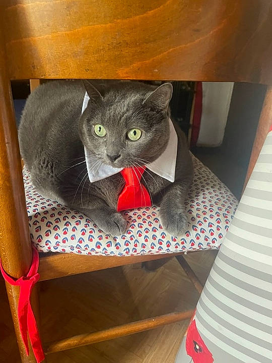 Dora a rejoint le concours — aidez-le/la à gagner de superbes lots ! black_cat, carmine, carnivore, cat, chair, domestic_short_haired_cat, felidae, flooring, fur, grey, pattern, room, russian_blue, small_to_medium_sized_cats, tail, whiskers, wood