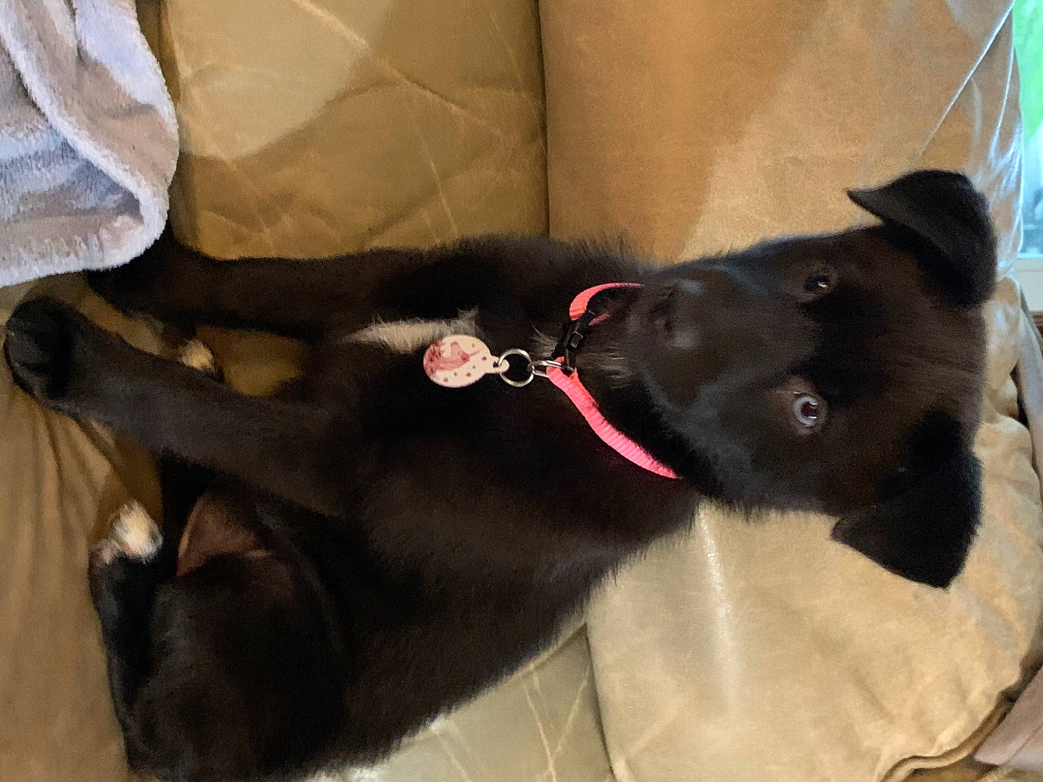 Emmy joined the competition — help win amazing prizes! black_cat, borador, canidae, carnivore, cat, dog, dog_breed, felidae, formosan_mountain_dog, mammal, patterdale_terrier, schipperke, snout, sporting_group, tail