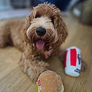 Bailey is registered to the contest to win money with this photo: dog, brown_dog, curly_fur, pet, indoor, wooden_floor, toy, plush_toy, hamburger_toy, drink_toy, happy, tongue_out, close_up, animal, cute, playful, domestic, canine, floor, laying_down