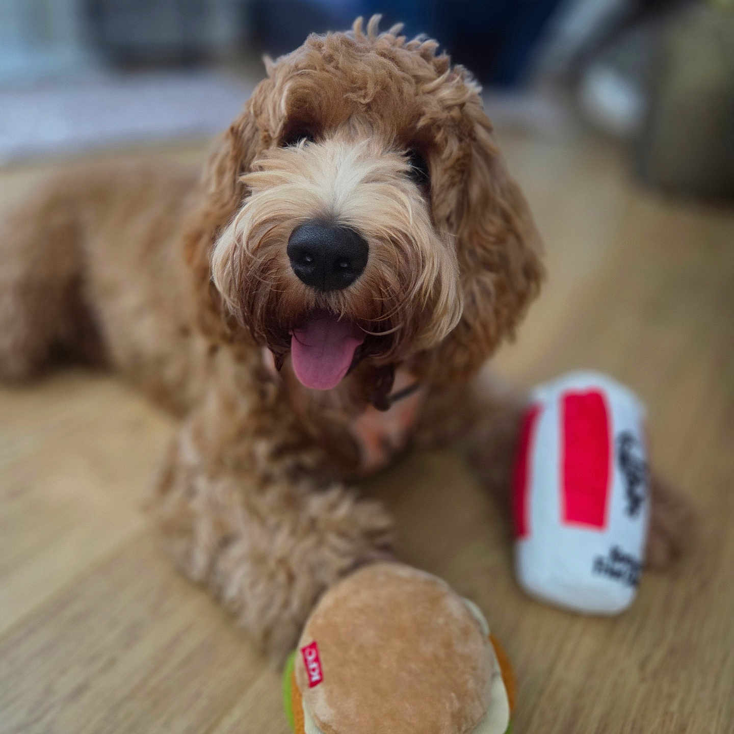 Bailey is registered to the contest to win money with this photo: animal, brown_dog, canine, close_up, curly_fur, cute, dog, domestic, drink_toy, floor, hamburger_toy, happy, indoor, laying_down, pet, playful, plush_toy, tongue_out, toy, wooden_floor