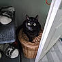 Taru a rejoint le concours — aidez-le/la à gagner de superbes lots ! abyssinian, animal, basket, bed, blackcat, box, cat, closet, cupboard, door, furniture, hardwood, homedecor, kitten, linen, manx, pet, plywood, shelf, wood