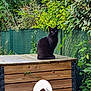 animal, black_cat, cat, chair, daylight, domestic_cat, feline, fence, garden, greenery, leaf, nature, outdoor, pet, plant, relaxation, sitting, summer, wildlife, wooden_box