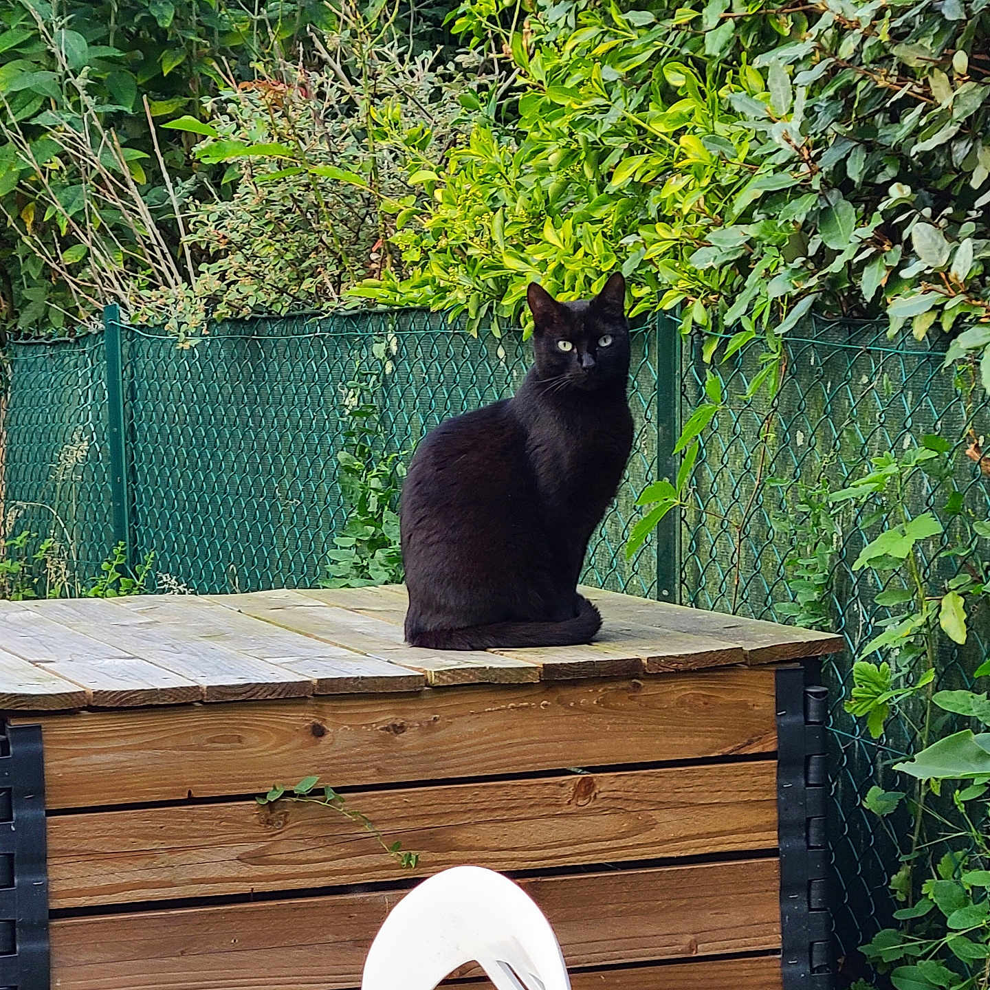 Taru a rejoint le concours — aidez-le/la à gagner de superbes lots ! animal, black_cat, cat, chair, daylight, domestic_cat, feline, fence, garden, greenery, leaf, nature, outdoor, pet, plant, relaxation, sitting, summer, wildlife, wooden_box