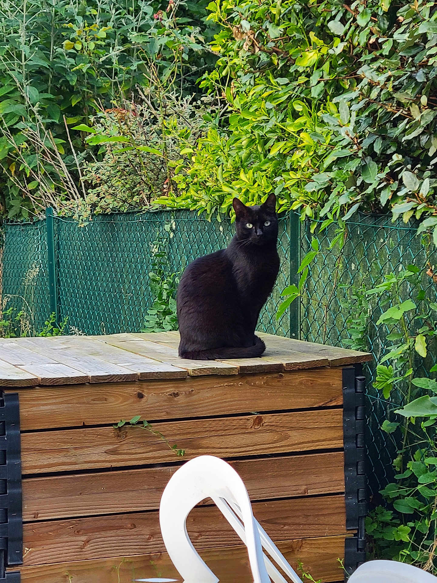 Taru a rejoint le concours — aidez-le/la à gagner de superbes lots ! animal, black_cat, cat, chair, daylight, domestic_cat, feline, fence, garden, greenery, leaf, nature, outdoor, pet, plant, relaxation, sitting, summer, wildlife, wooden_box