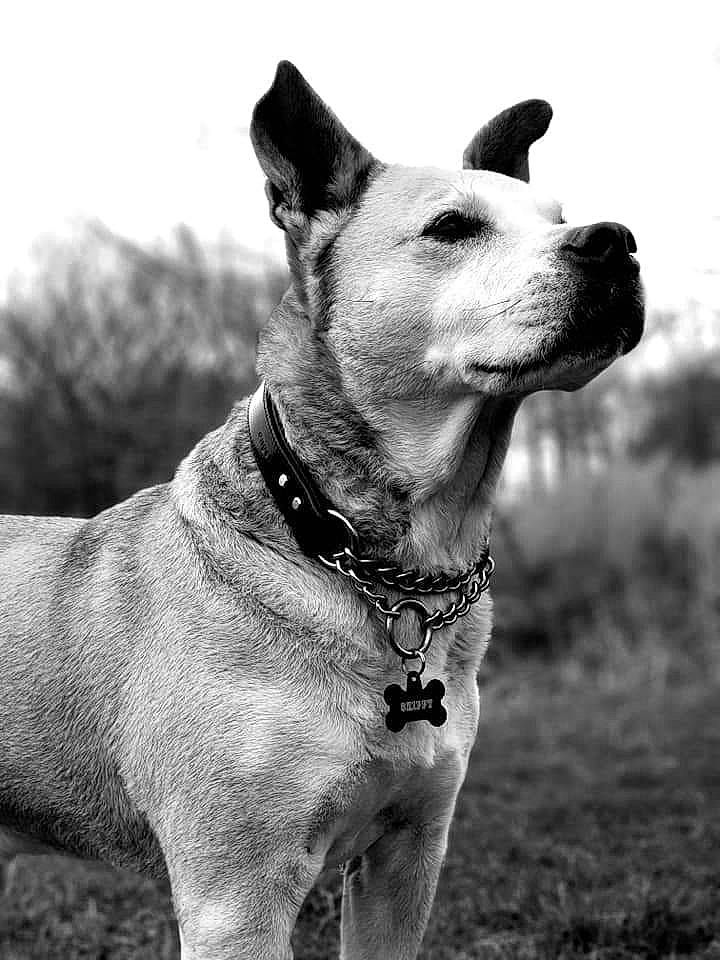 Skippy joined the competition — help win amazing prizes! canidae, carnivore, collar, companion_dog, dog, dog_breed, dog_collar, dog_supply, fashion_accessory, fawn, leash, monochrome, monochrome_photography, pet_supply, sporting_group, style, terrestrial_animal, whiskers, window, working_animal