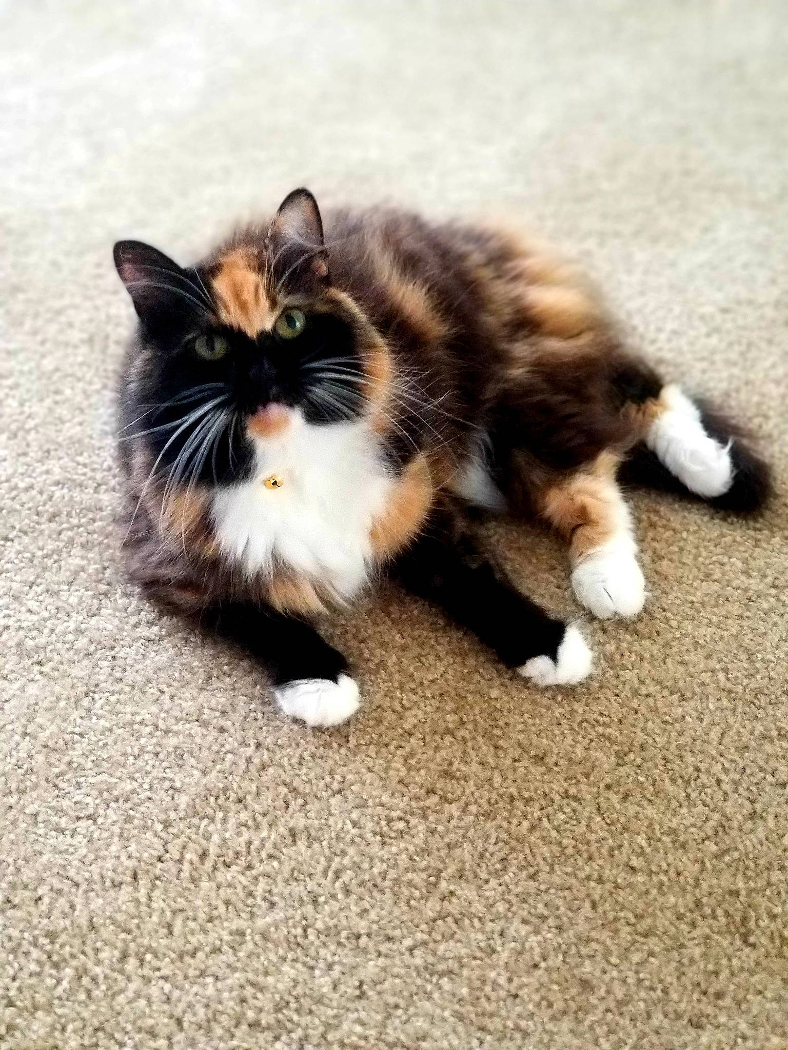 Maybelline is registered to the contest to win money with this photo: carnivore, cat, claw, companion_dog, domestic_short_haired_cat, felidae, flooring, foot, fur, grass, paw, small_to_medium_sized_cats, snout, tail, terrestrial_animal, whiskers