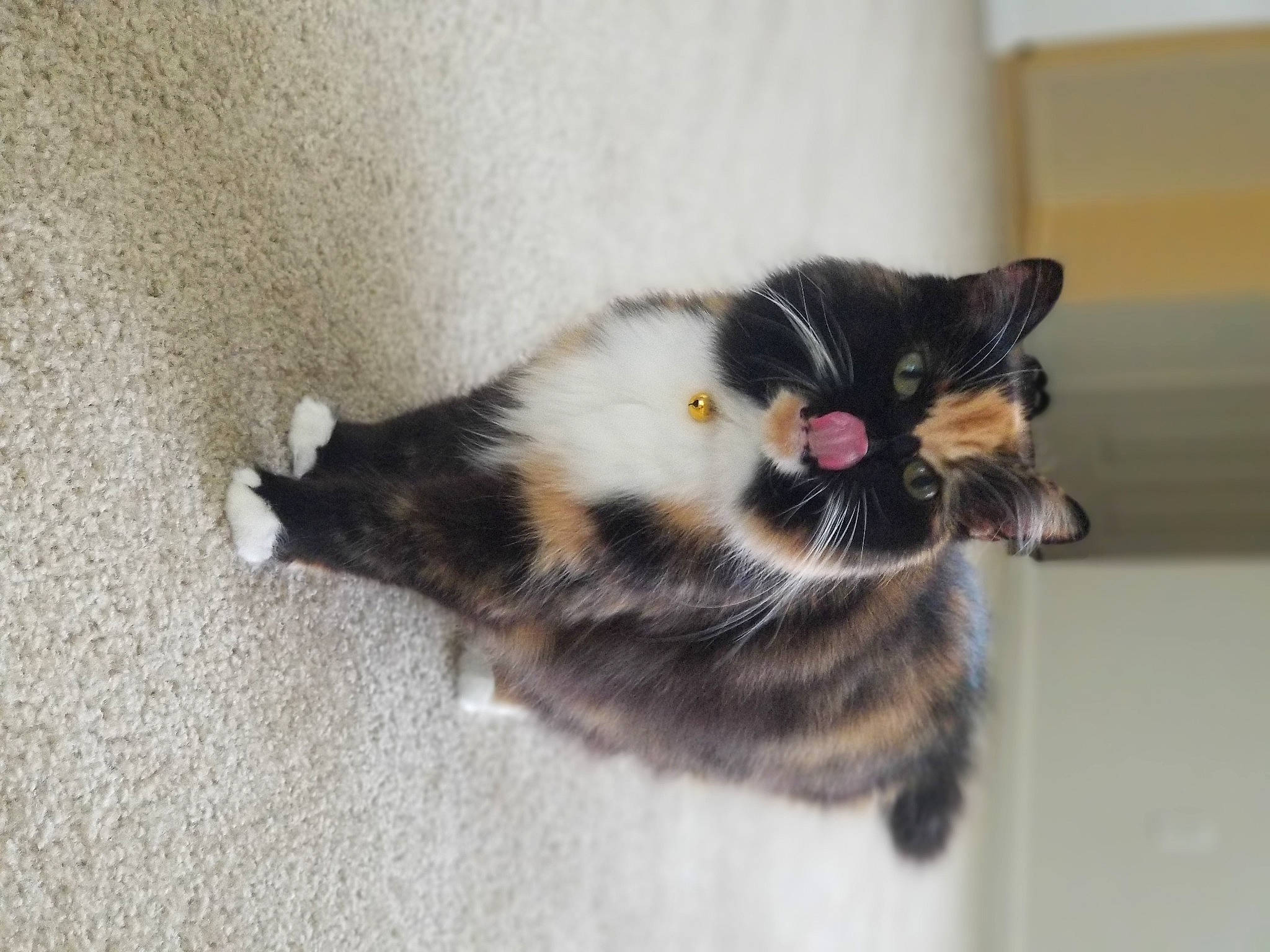 Maybelline joined the competition — help win amazing prizes! carnivore, cat, claw, domestic_short_haired_cat, eye, felidae, flooring, fur, paw, small_to_medium_sized_cats, snout, tail, terrestrial_animal, whiskers