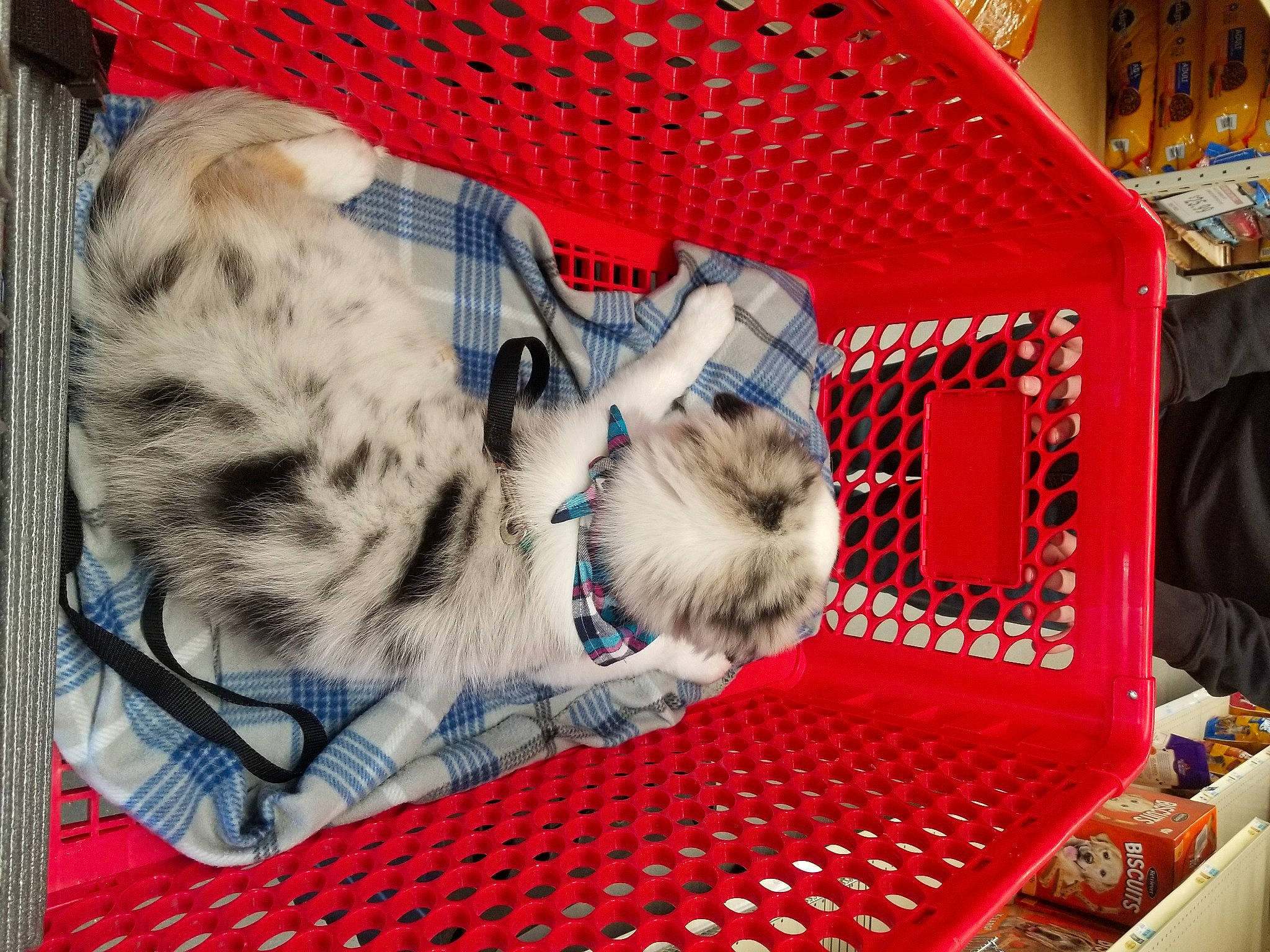 Azurite joined the competition — help win amazing prizes! animal_shelter, box, cage, cardboard, carnivore, cat, cat_supply, domestic_short_haired_cat, event, felidae, fur, pattern, paw, pet_supply, play, recreation, small_to_medium_sized_cats, tail, whiskers