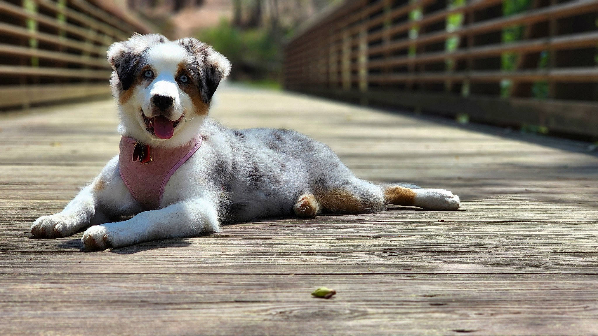 Azurite is registered to the contest to win money with this photo: canidae, carnivore, companion_dog, dog, dog_breed, eyewear, fawn, fur, grass, hardwood, paw, plant, snout, sporting_group, terrestrial_animal, terrier, toy_dog, whiskers, wood, working_animal