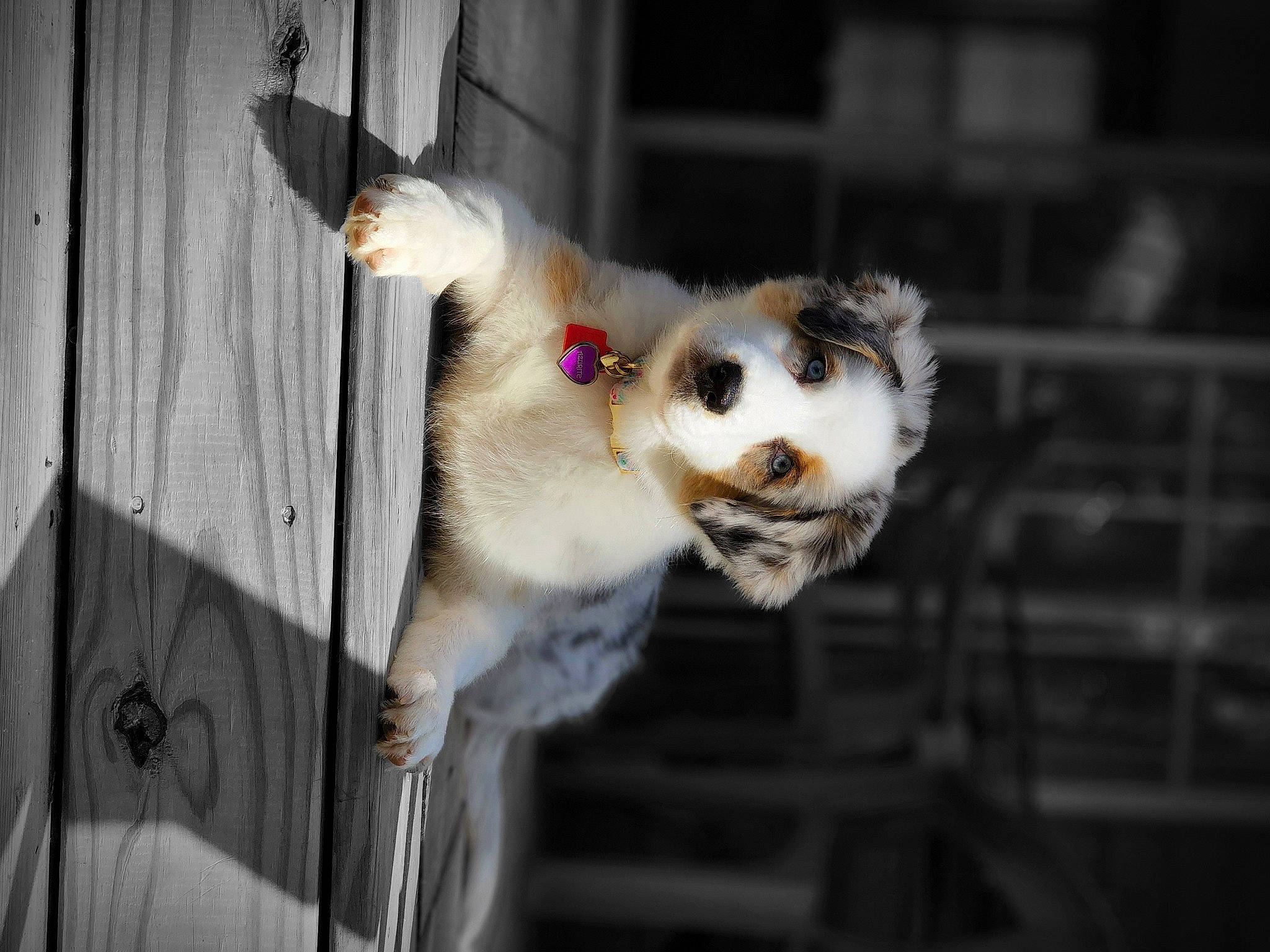 Azurite is registered to the contest to win money with this photo: animal_shelter, cage, carnivore, collar, companion_dog, dog, dog_breed, fang, fawn, felidae, fence, fur, mesh, pet_supply, small_to_medium_sized_cats, smile, snout, terrestrial_animal, whiskers, wildlife