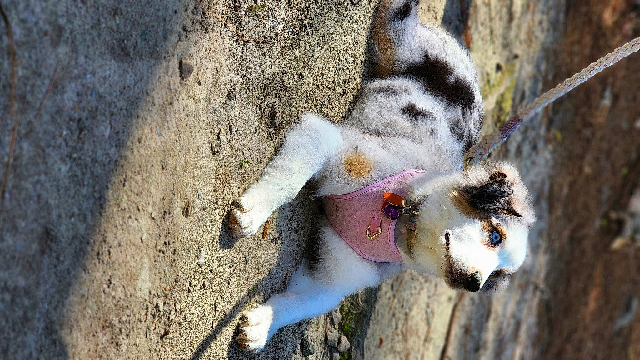 Azurite joined the competition — help win amazing prizes! carnivore, cat, collar, dog_breed, fawn, felidae, fur, grass, organism, plant, small_to_medium_sized_cats, snout, sporting_group, tail, tree, trunk, twig, vertebrate, whiskers, wood