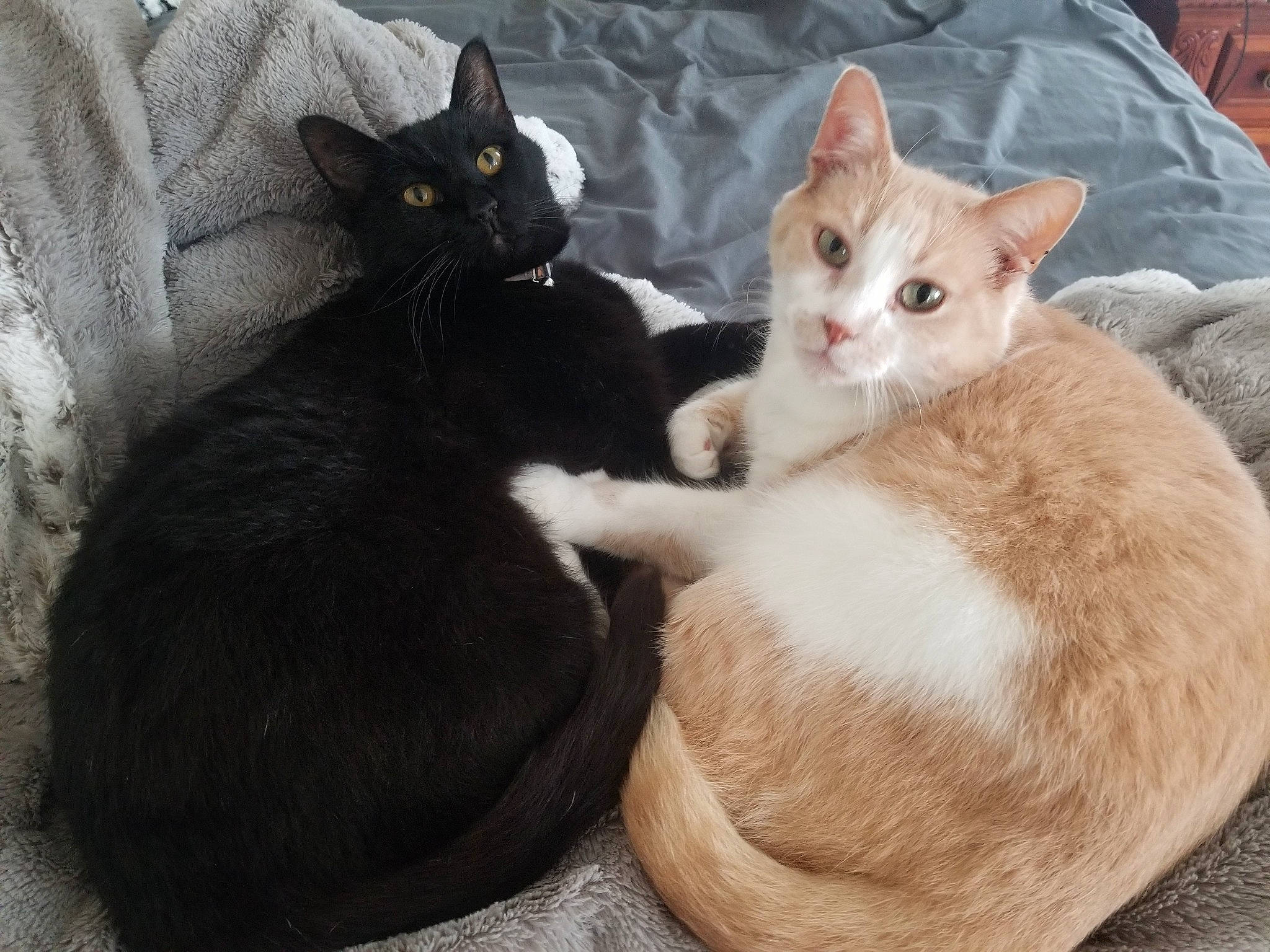 Leo joined the competition — help win amazing prizes! box, carnivore, cat, cat_furniture, claw, comfort, domestic_short_haired_cat, fawn, felidae, fur, mammal, paw, sitting, small_to_medium_sized_cats, snout, tail, vertebrate, whiskers