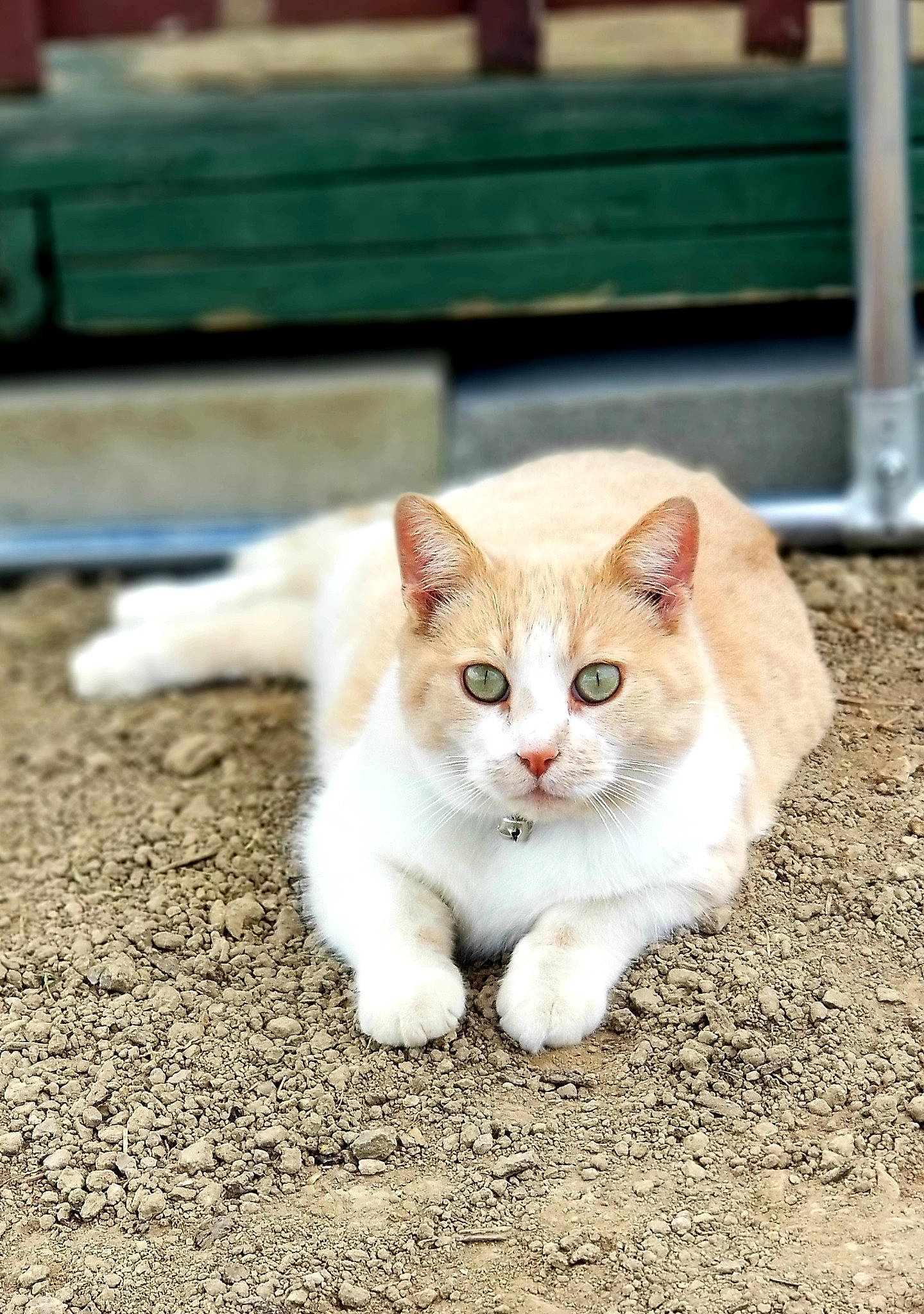 Leo joined the competition — help win amazing prizes! carnivore, cat, domestic_short_haired_cat, fawn, felidae, fur, grass, paw, road_surface, sitting, small_to_medium_sized_cats, snout, street, tail, terrestrial_animal, whiskers, wildlife, wood