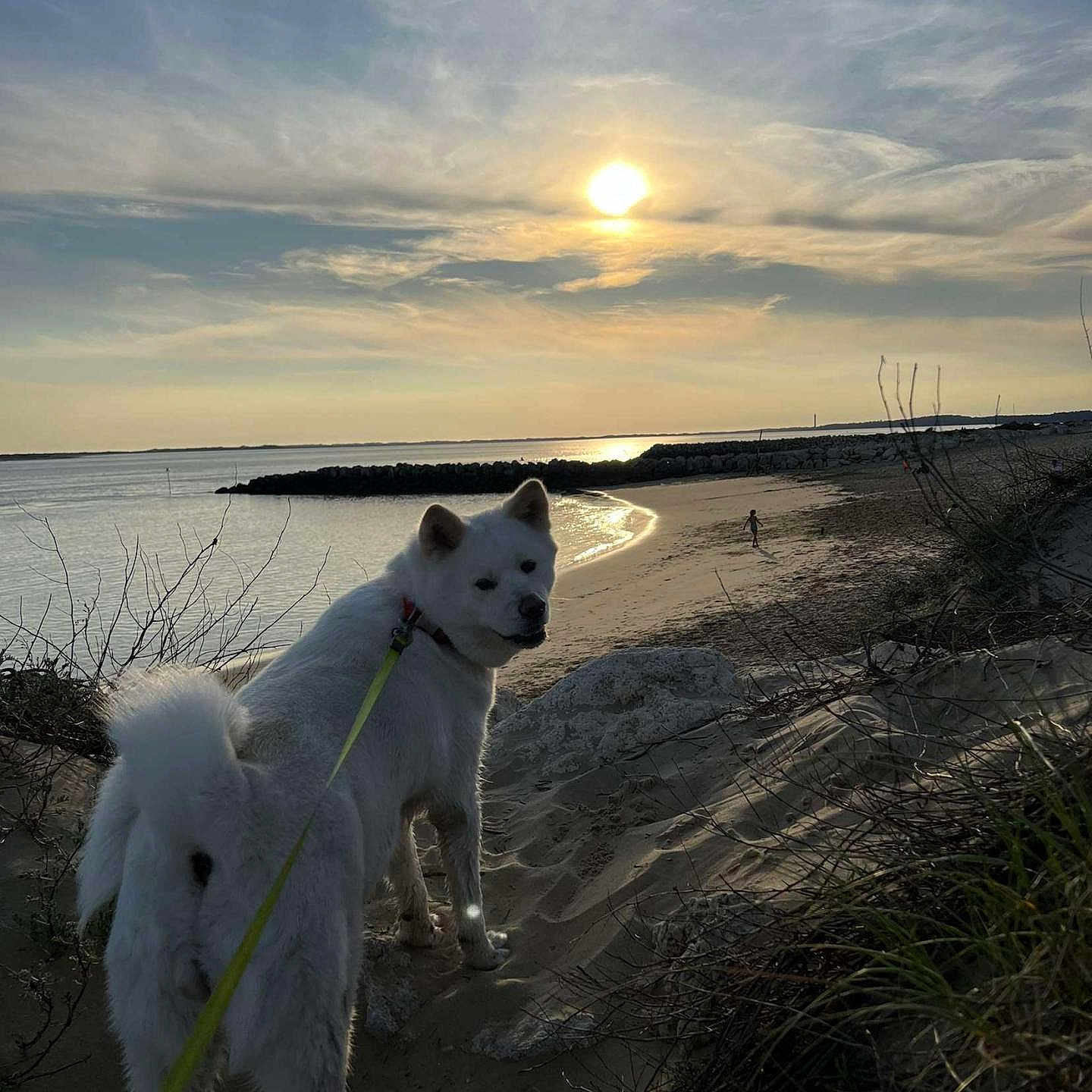 Salsa participe au concours pour gagner de l'argent avec cette photo : animal, astronomy, beach, canine, coast, dog, eskimodog, horizon, moon, nature, night, outdoors, person, pet, scenery, sea, shoreline, sky, sun, water