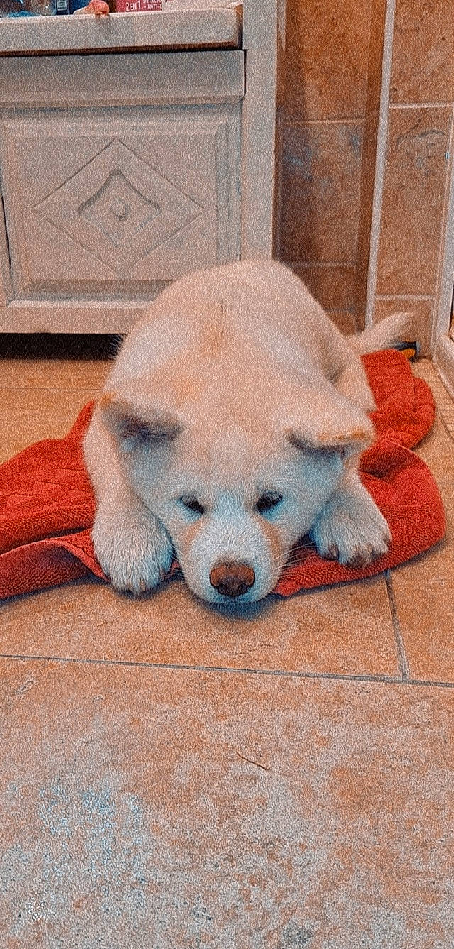 Salsa a rejoint le concours — aidez-le/la à gagner de superbes lots ! canidae, carnivore, comfort, companion_dog, dog, dog_breed, dog_supply, fawn, flooring, fur, non_sporting_group, paw, plush, puppy, sporting_group, stuffed_toy, tail, terrestrial_animal, wood, working_animal