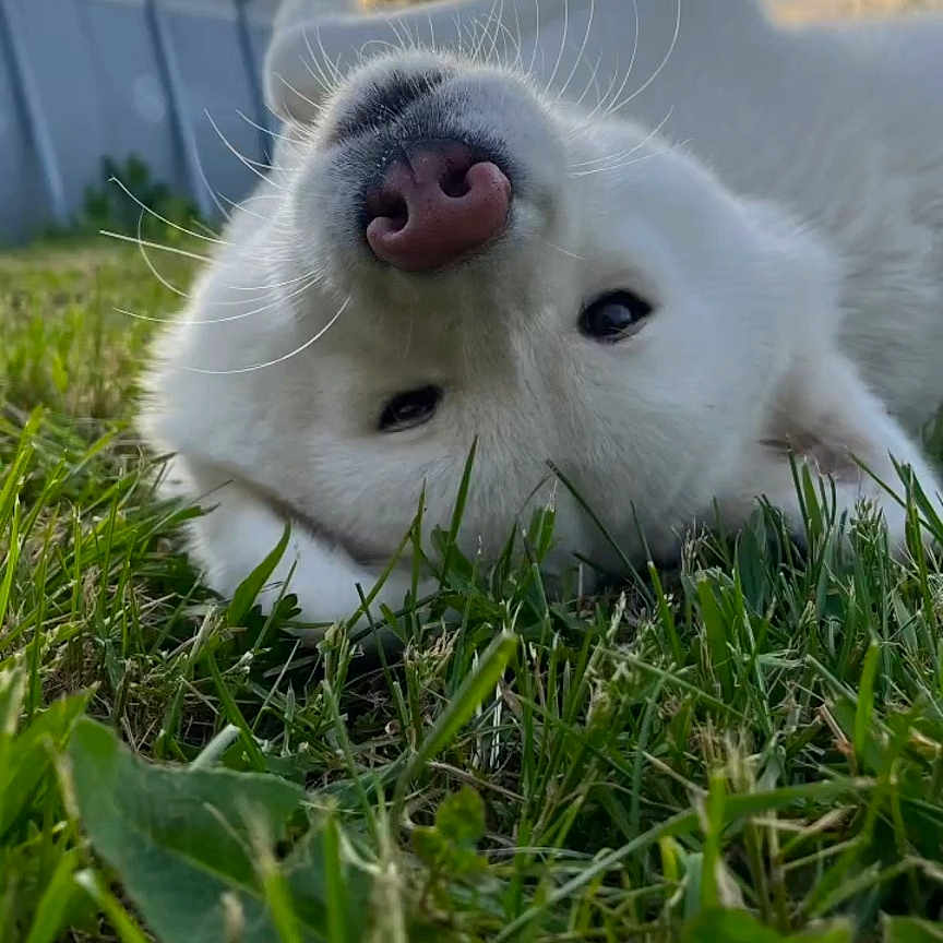 Tango