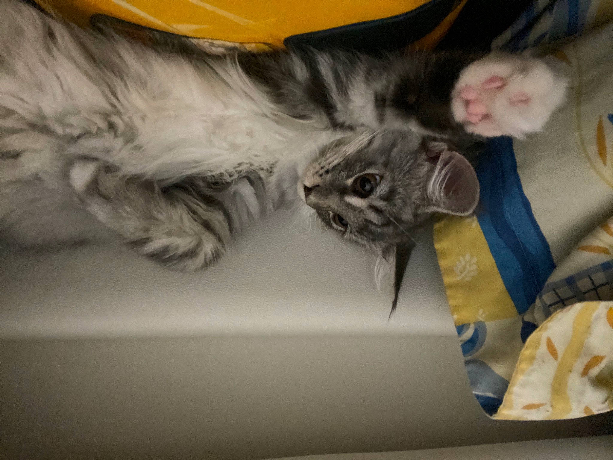 Rheem Du Châteaucurrault a rejoint le concours — aidez-le/la à gagner de superbes lots ! carnivore, cat, claw, felidae, fur, kitten, organism, small_to_medium_sized_cats, snout, vertebrate, whiskers