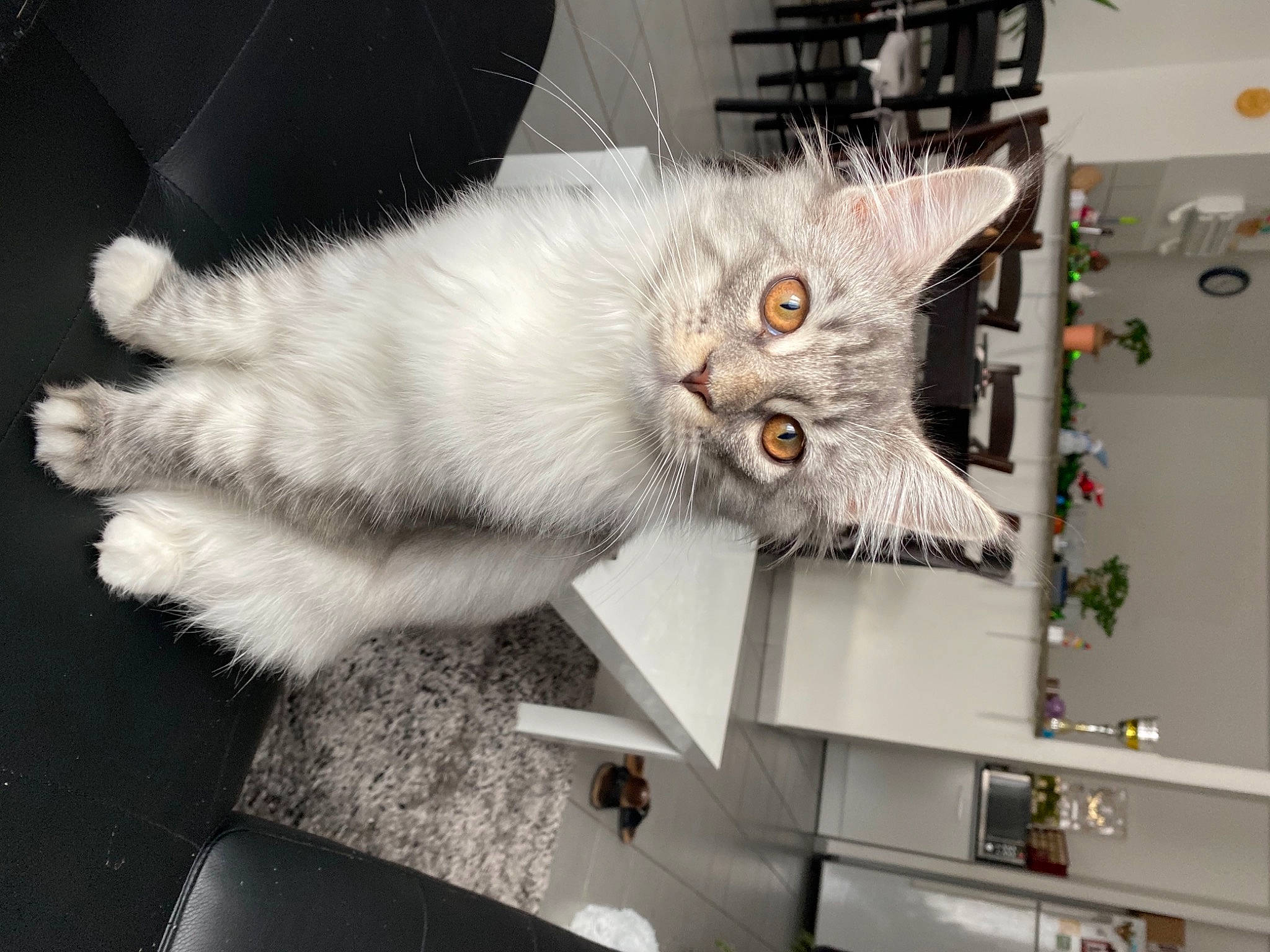 Rheem Du Châteaucurrault participe au concours pour gagner de l'argent avec cette photo : carnivore, cat, felidae, fur, grey, home, small_to_medium_sized_cats, snout, vertebrate, whiskers