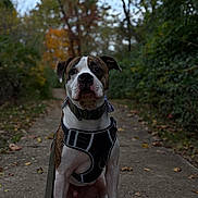 Toby joined the competition — help win amazing prizes! animal, brindle, brown_fur, bulldog, collar, dog, forest, harness, leash, nature, outdoor, path, pet, portrait, serious_expression, short-haired, sitting, trail, white_fur, woodland